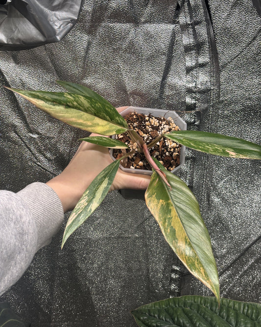 Philodendron Caramel Marble