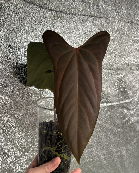 Anthurium Papillilaminum 'Ree Gardens' x sp. Napo