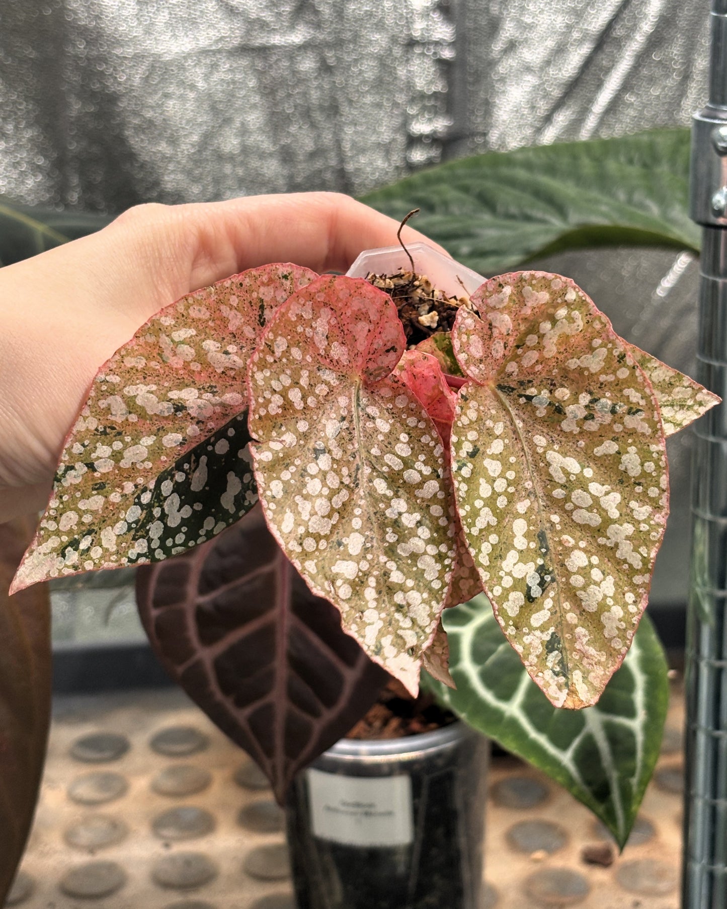 Begonia Snowcap Variegated
