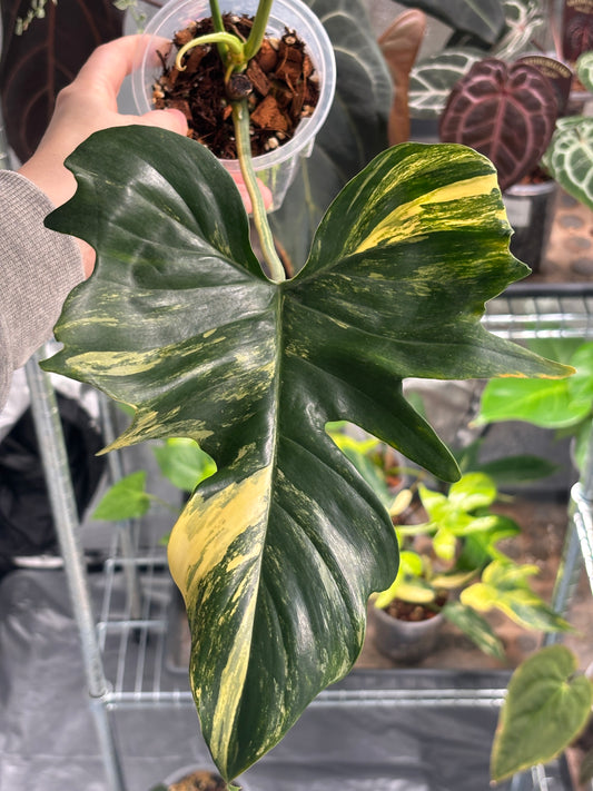 Philodendron Florida Beauty x Mayoi