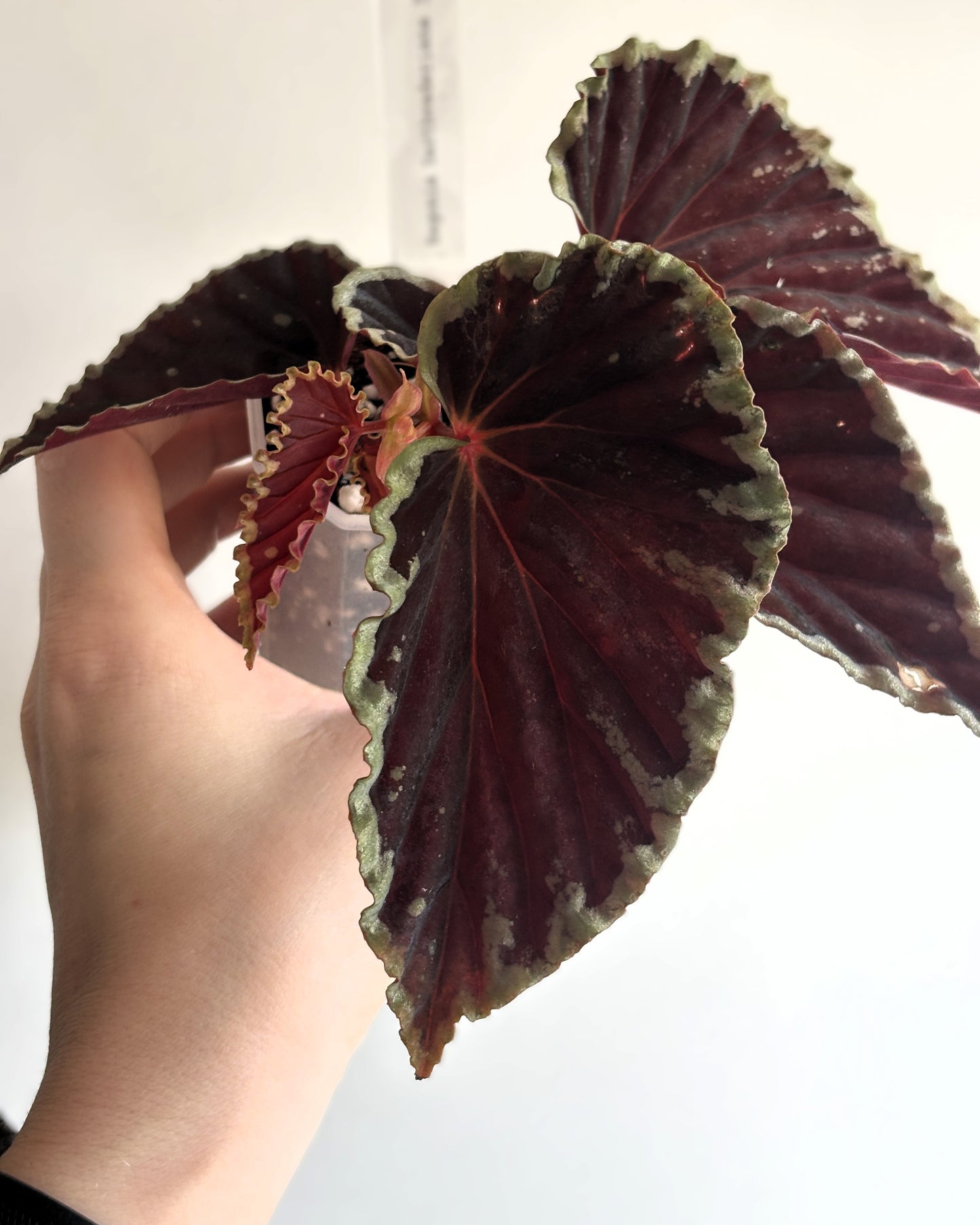 Begonia Darthvaderiana Green spot - PLANTS WITH BENEFITS