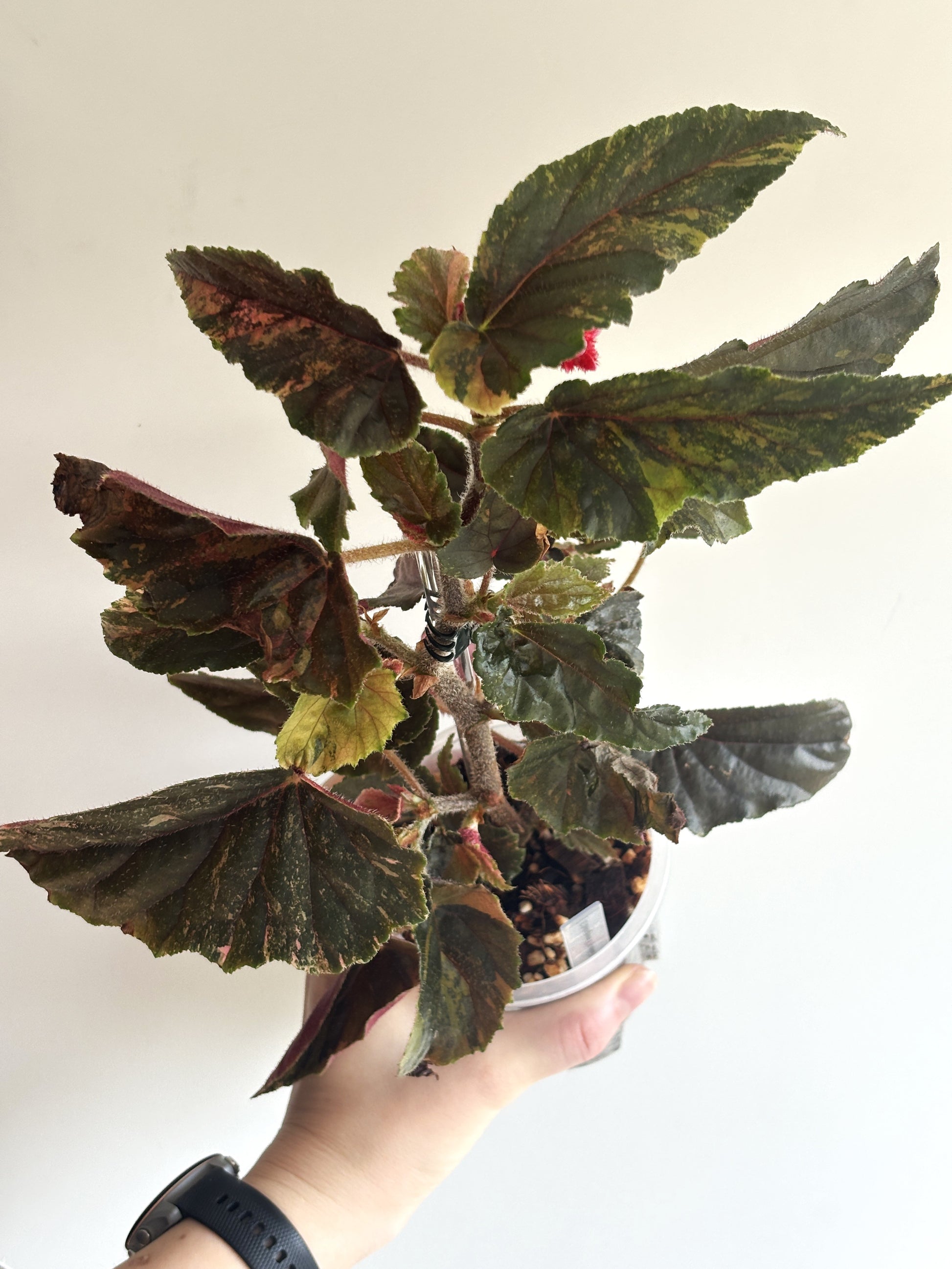 Begonia Ginny Galaxy Variegated - PLANTS WITH BENEFITS