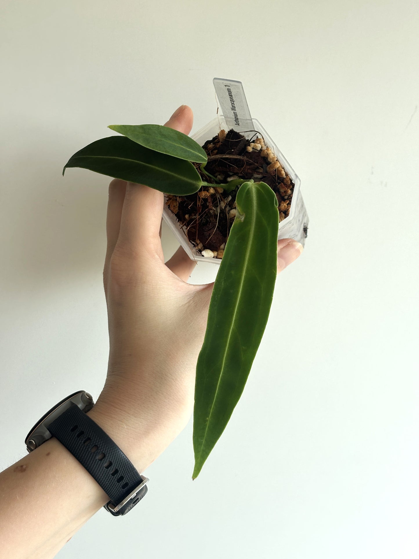 Anthurium Warocqueanum - PLANTS WITH BENEFITS