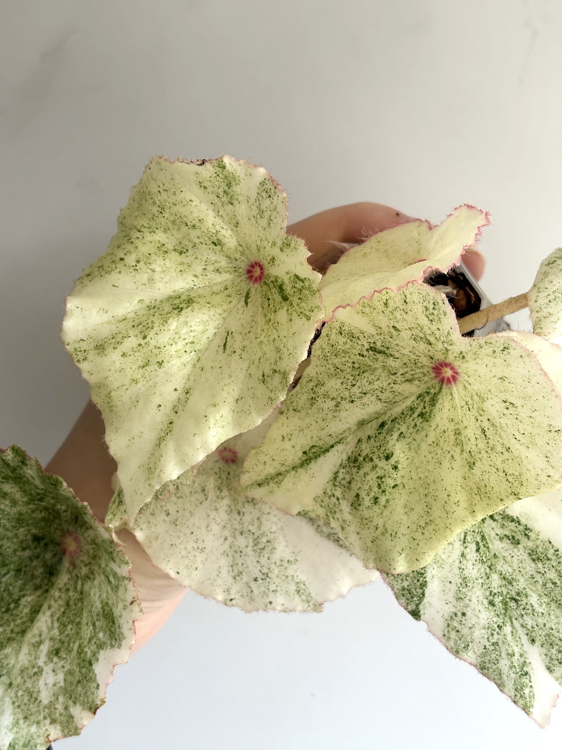 Begonia Rouge Variegated - PLANTS WITH BENEFITS