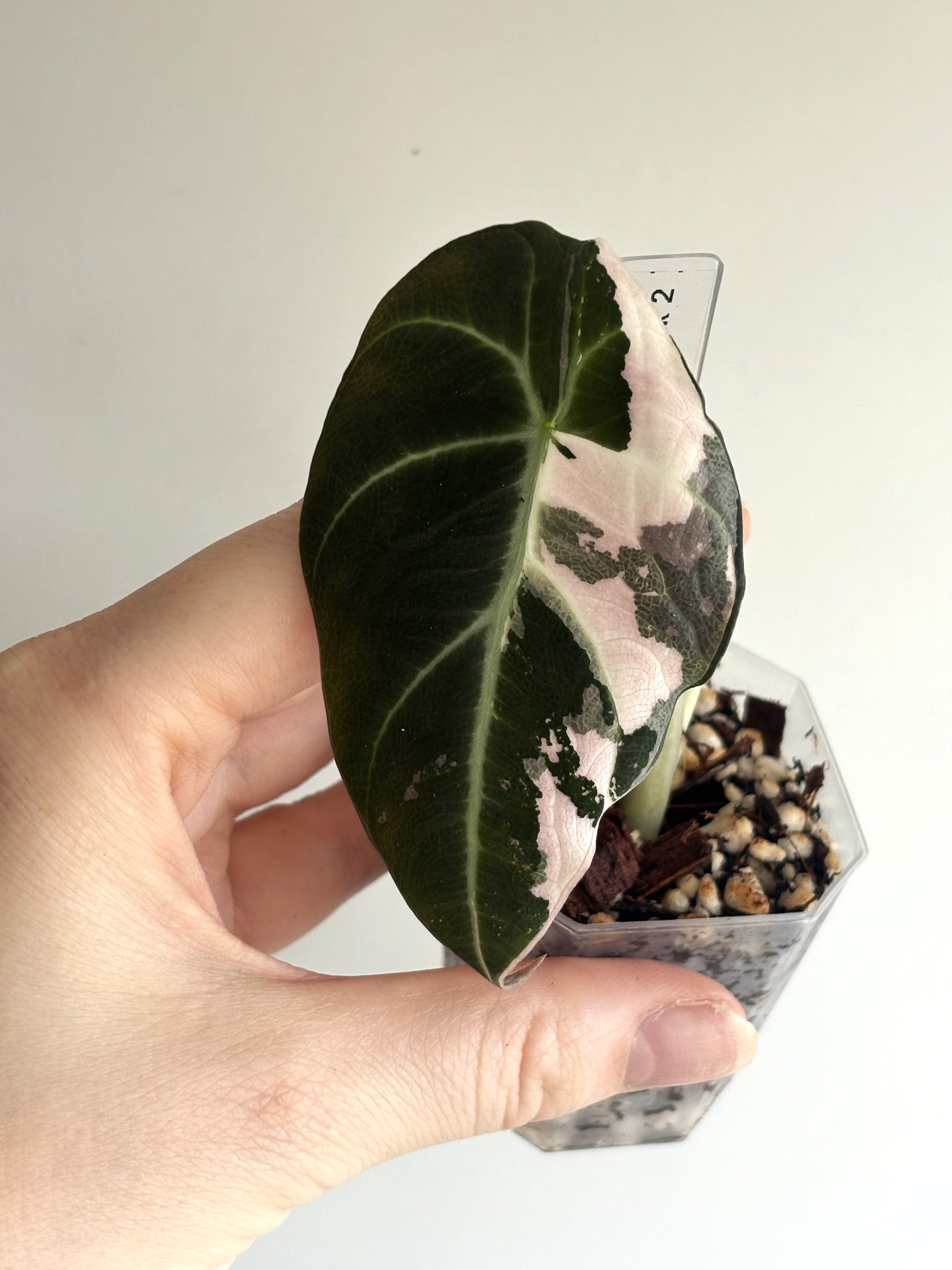 Alocasia Black Velvet Pink - PLANTS WITH BENEFITS