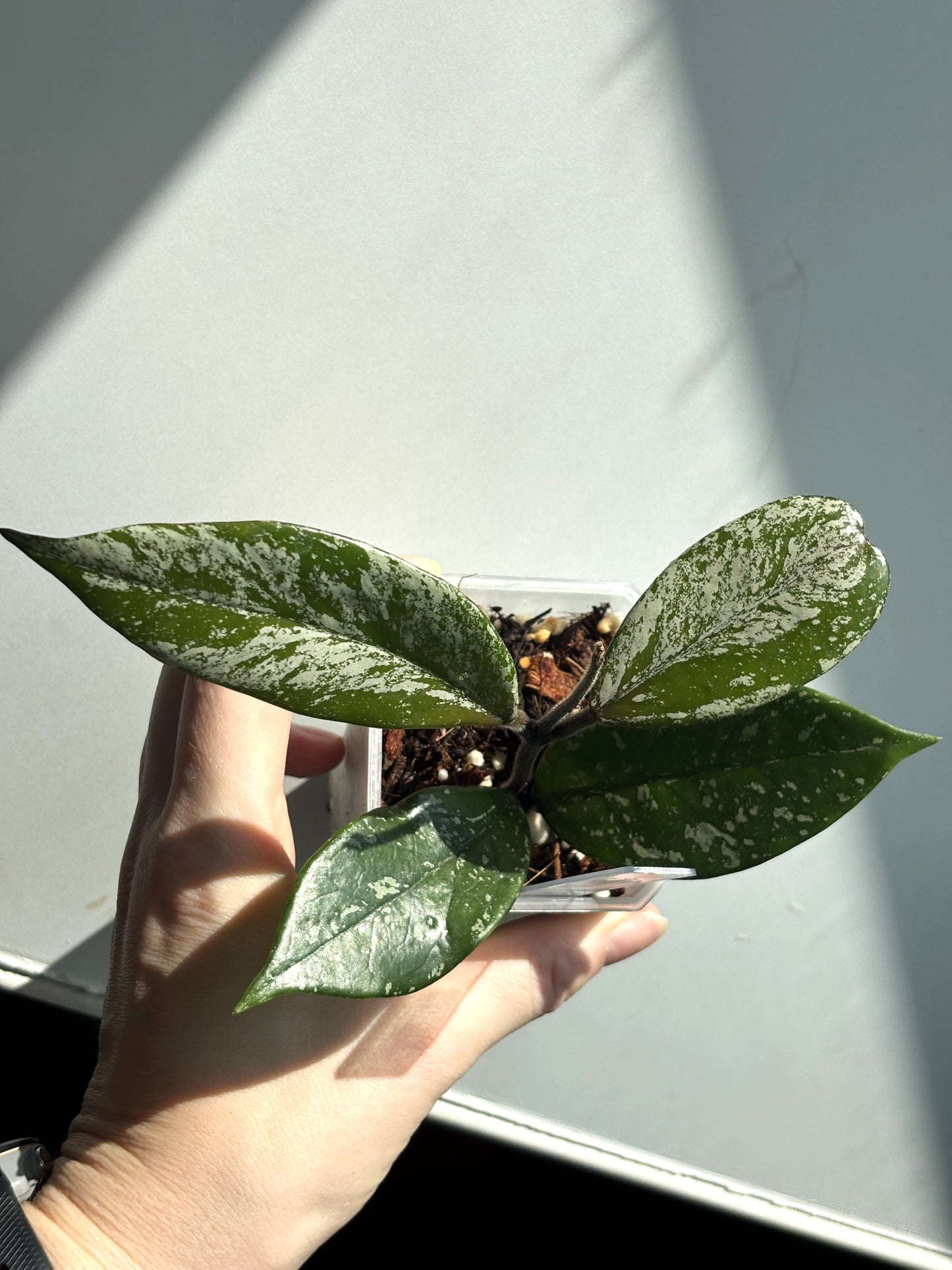 Hoya Stardust - PLANTS WITH BENEFITS