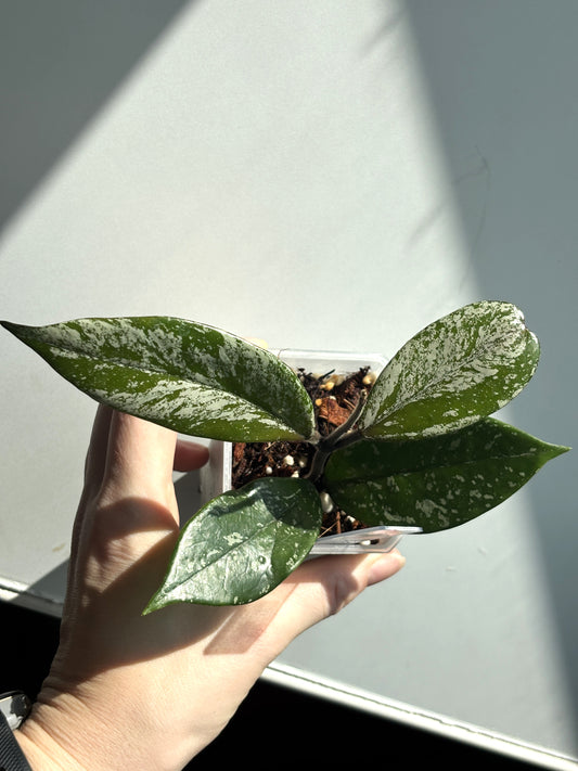 Hoya Stardust - PLANTS WITH BENEFITS