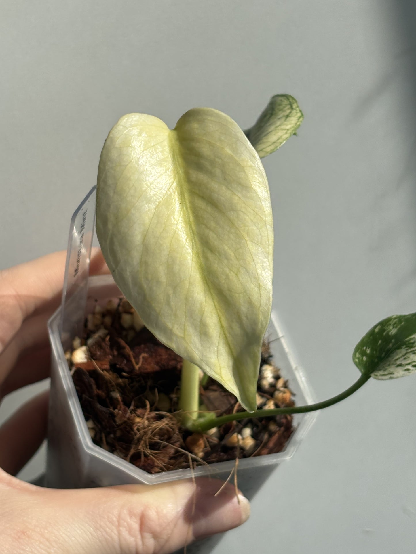 Monstera Mint - PLANTS WITH BENEFITS