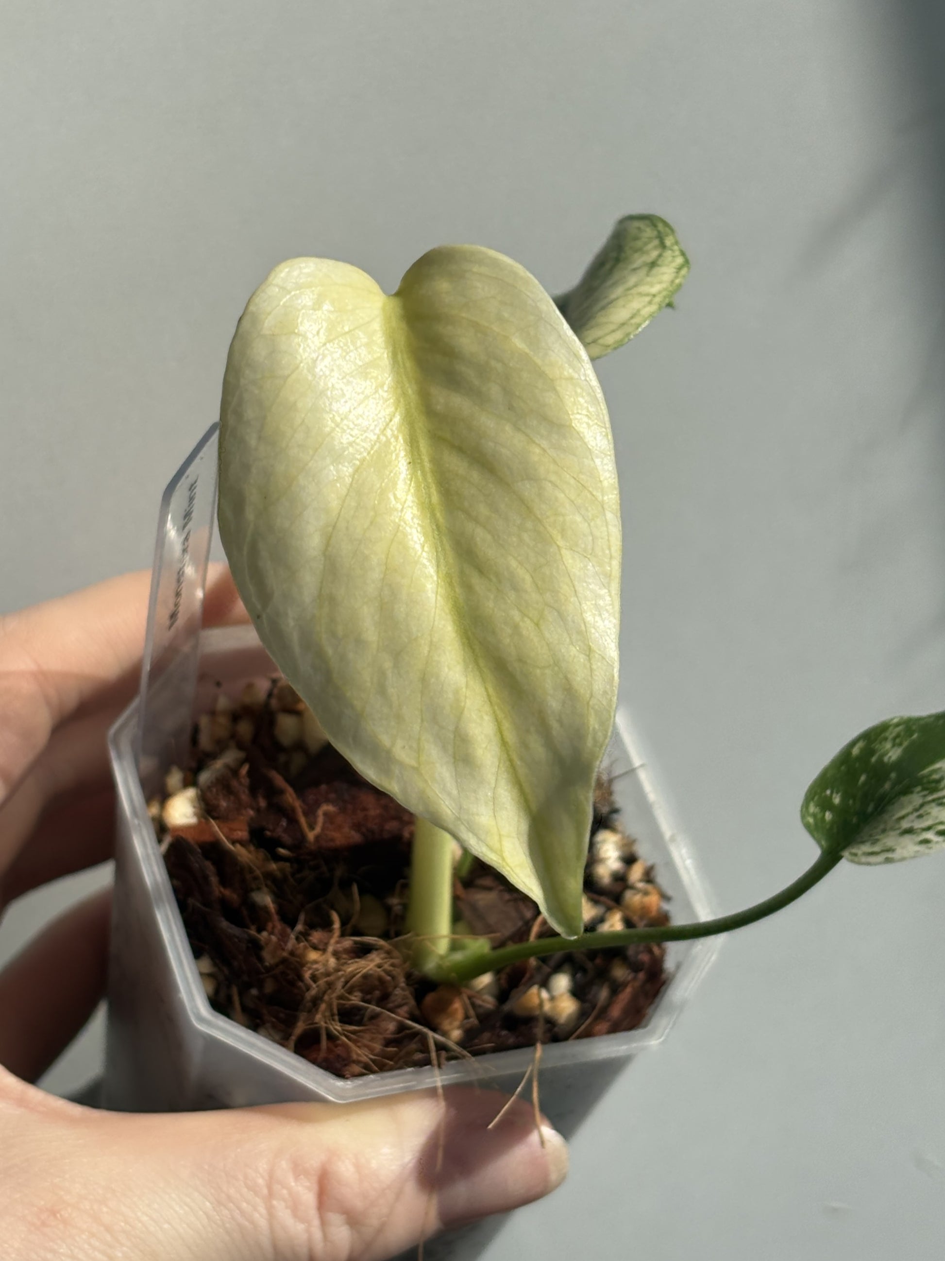 Monstera Mint - PLANTS WITH BENEFITS