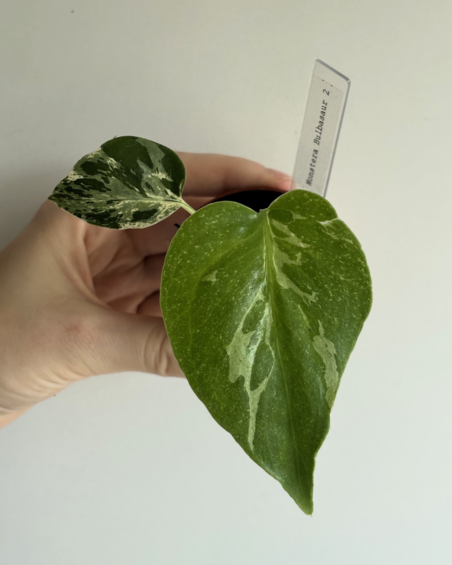 Monstera Bulbasaur - PLANTS WITH BENEFITS