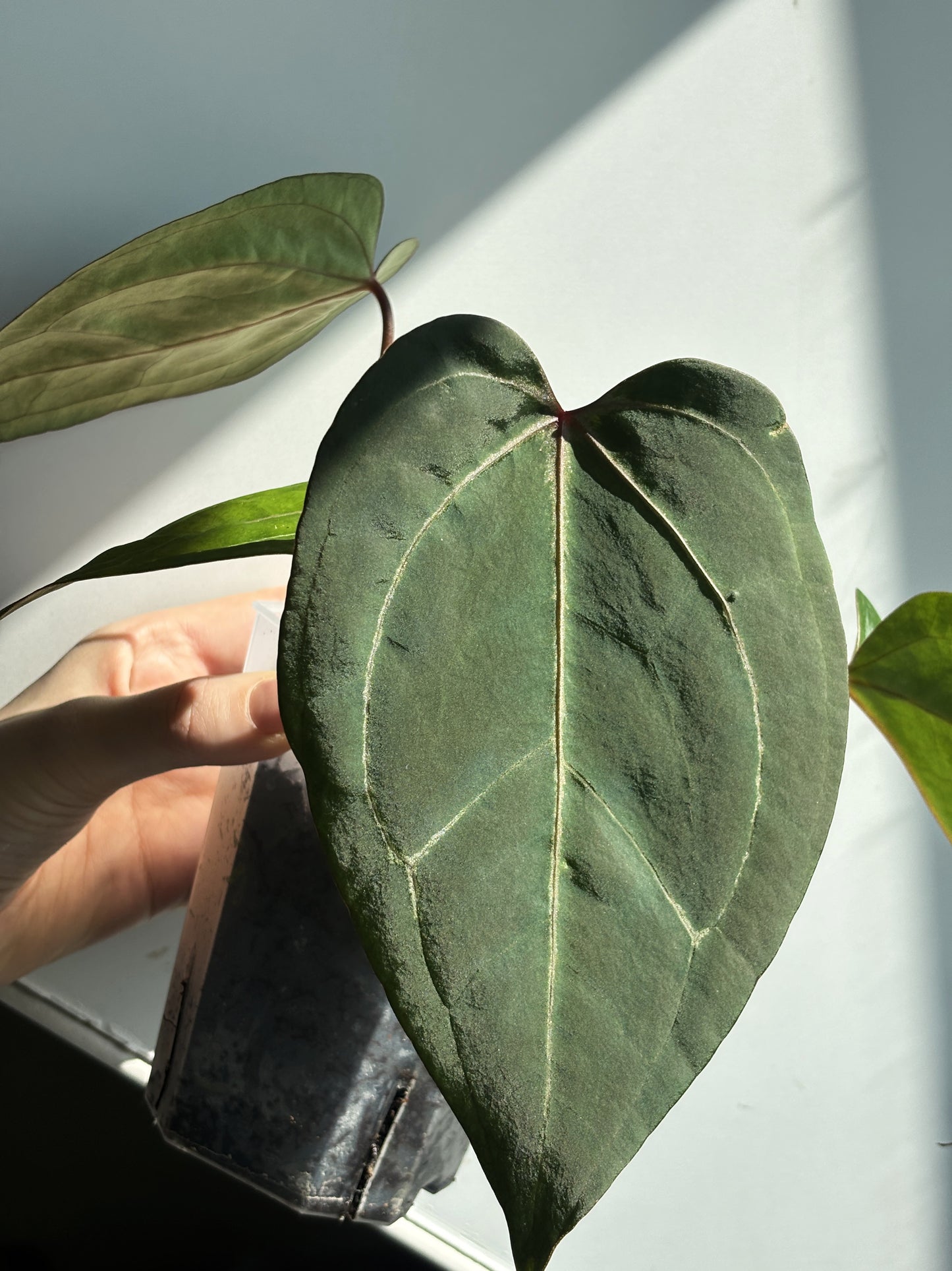 Anthurium 'HU' x Red Spider - PLANTS WITH BENEFITS