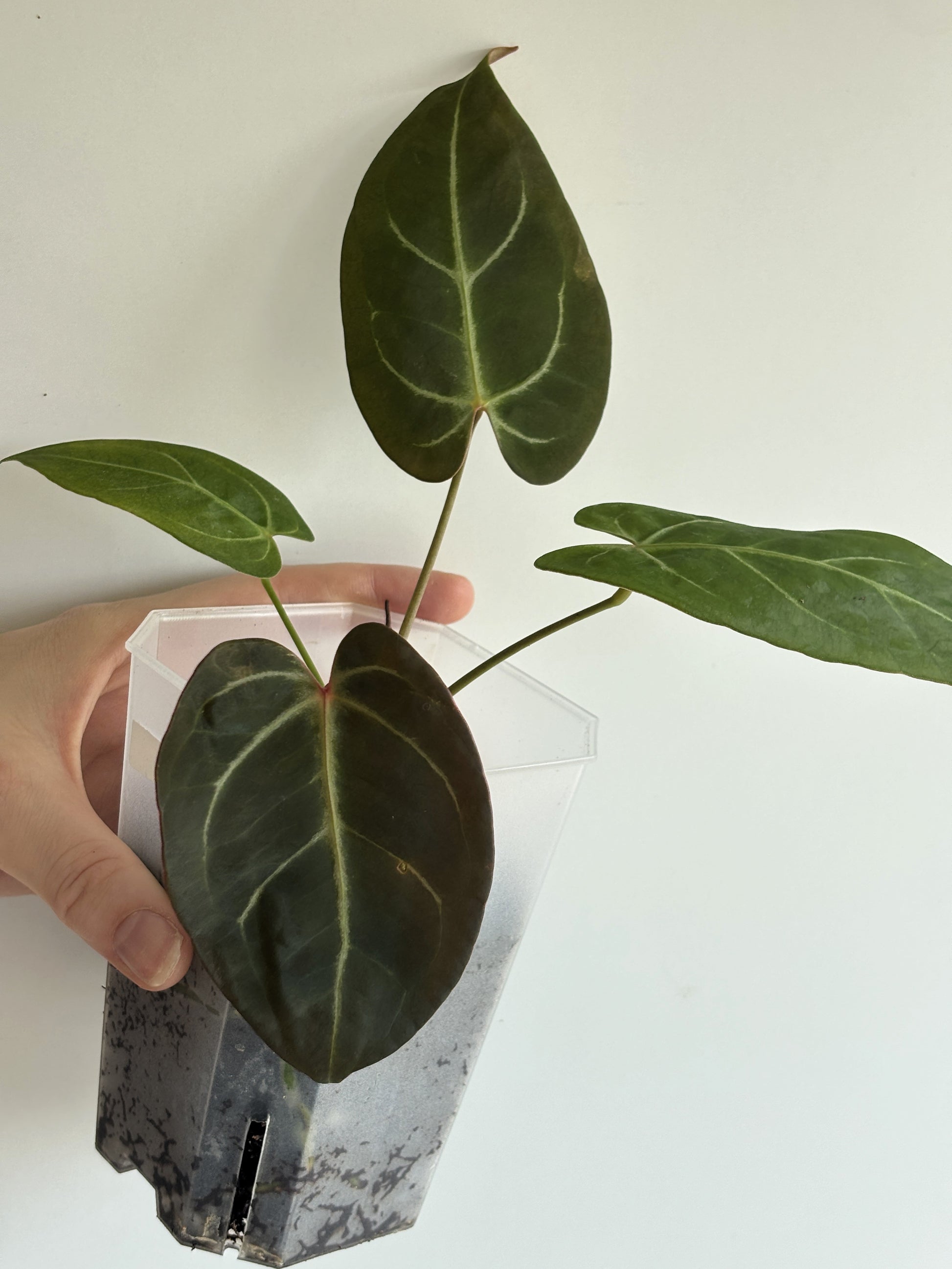 Anthurium Bigfoot - PLANTS WITH BENEFITS