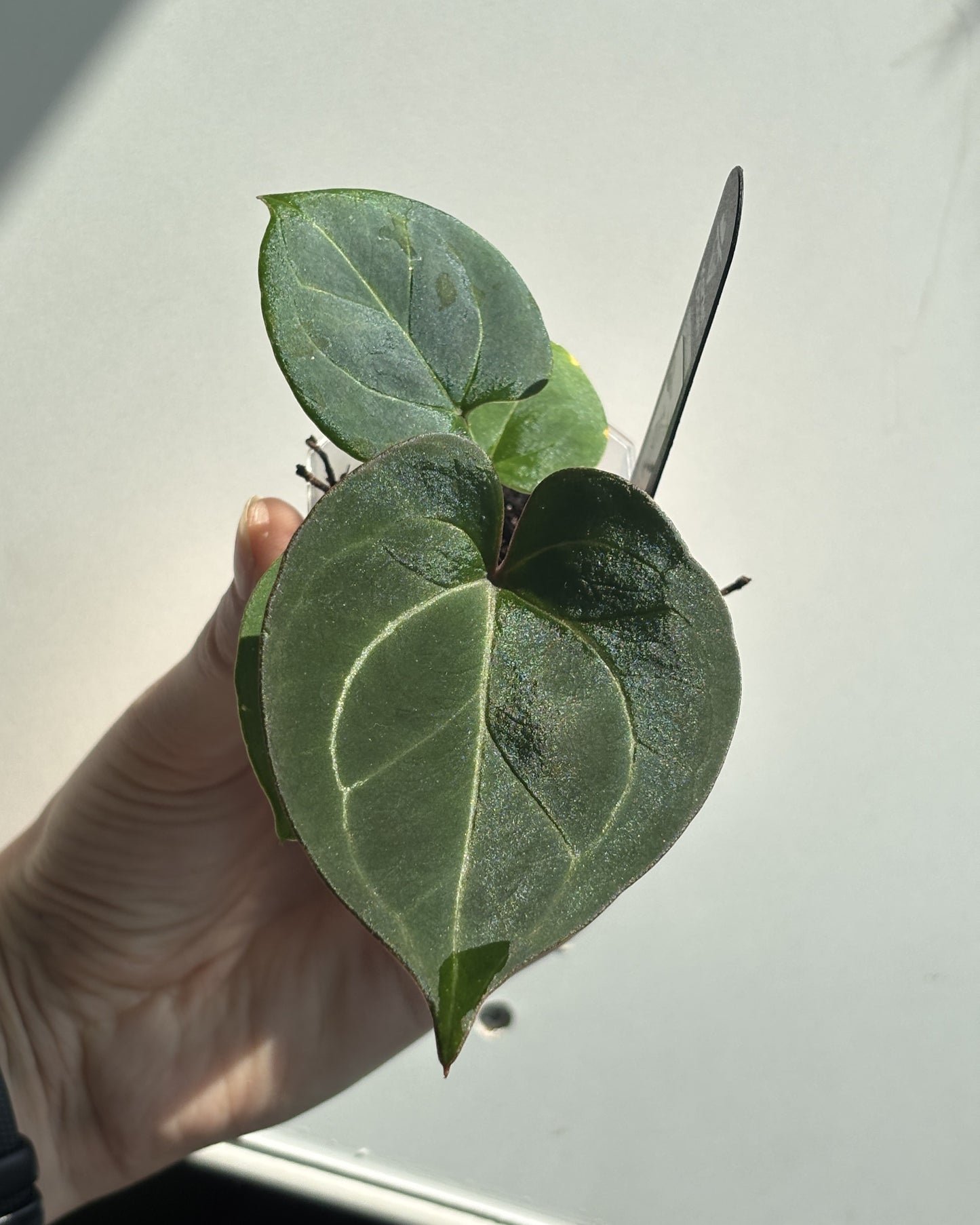 Anthurium 'HU' King of Spades - PLANTS WITH BENEFITS