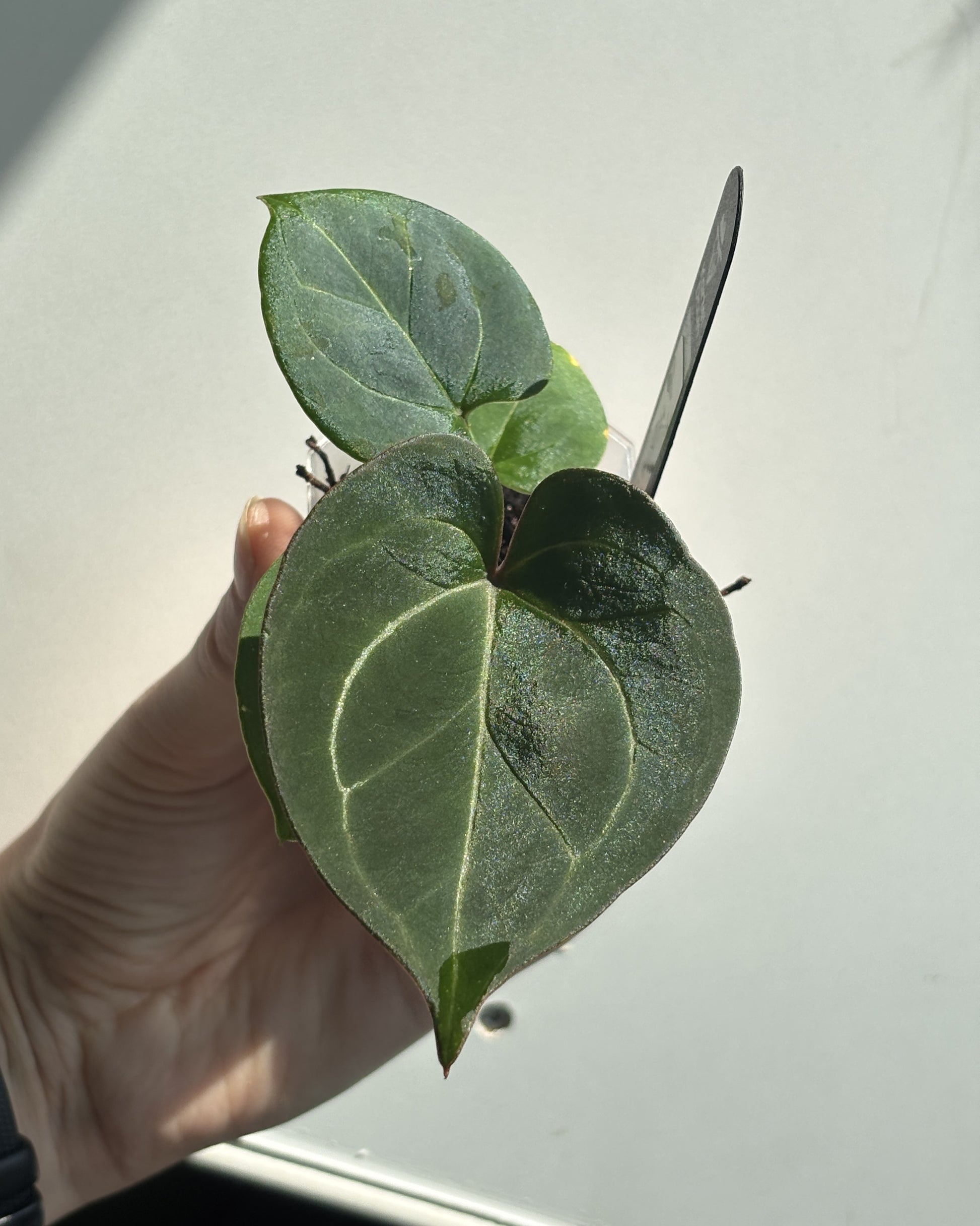 Anthurium 'HU' King of Spades - PLANTS WITH BENEFITS