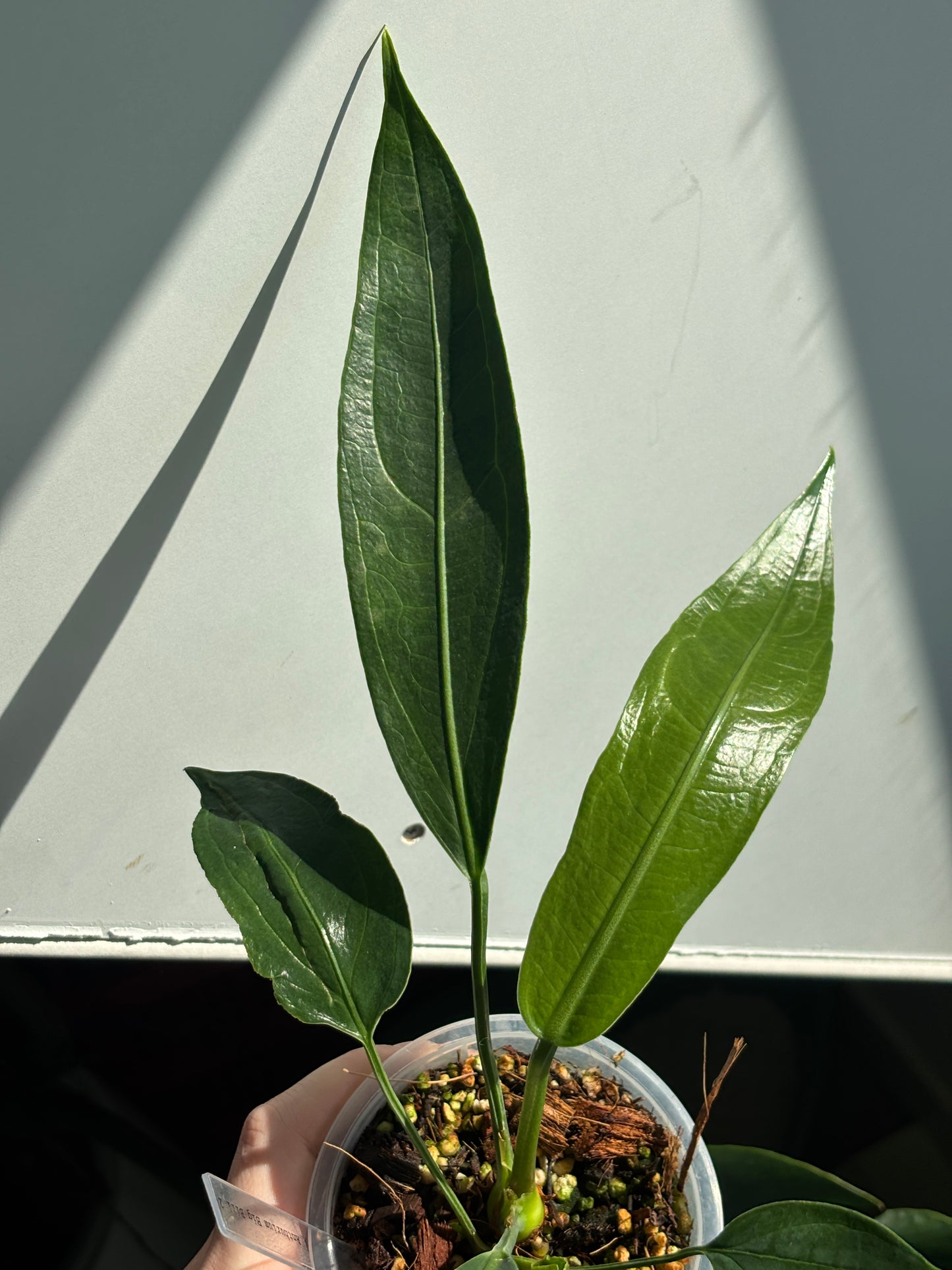 Anthurium Big Bill - PLANTS WITH BENEFITS