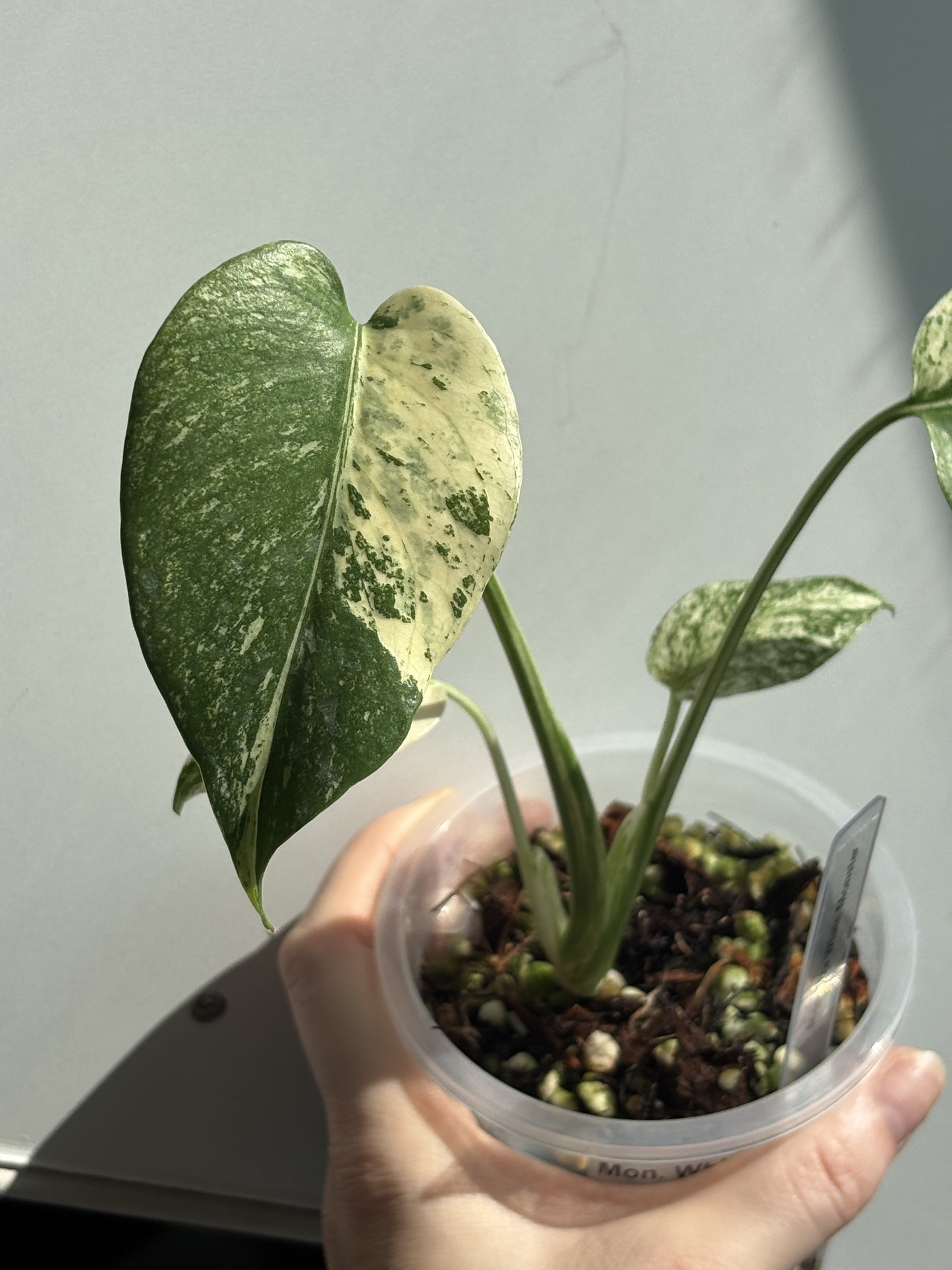 Monstera White Monster - PLANTS WITH BENEFITS