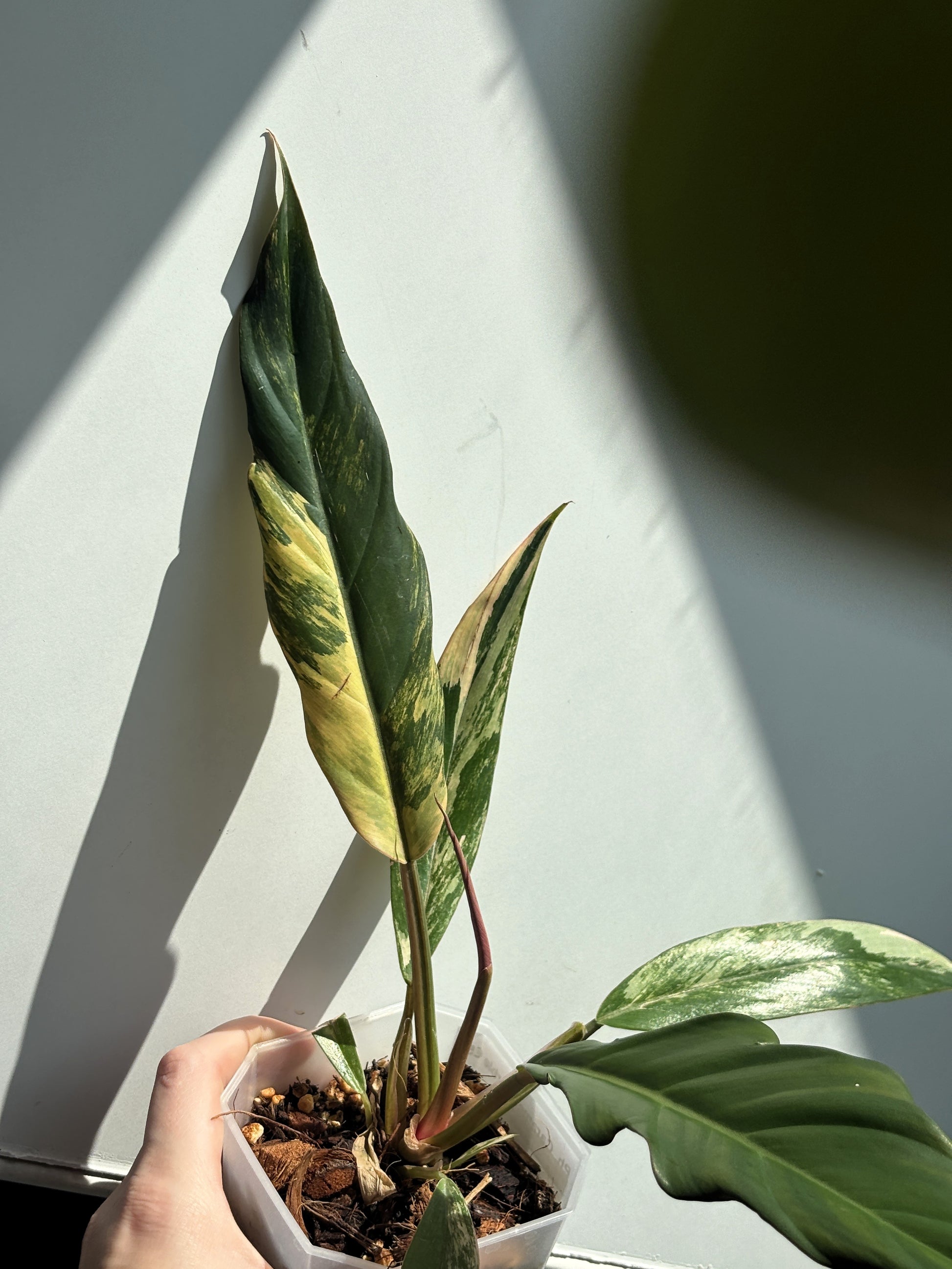 Philodendron Caramel Marble - PLANTS WITH BENEFITS