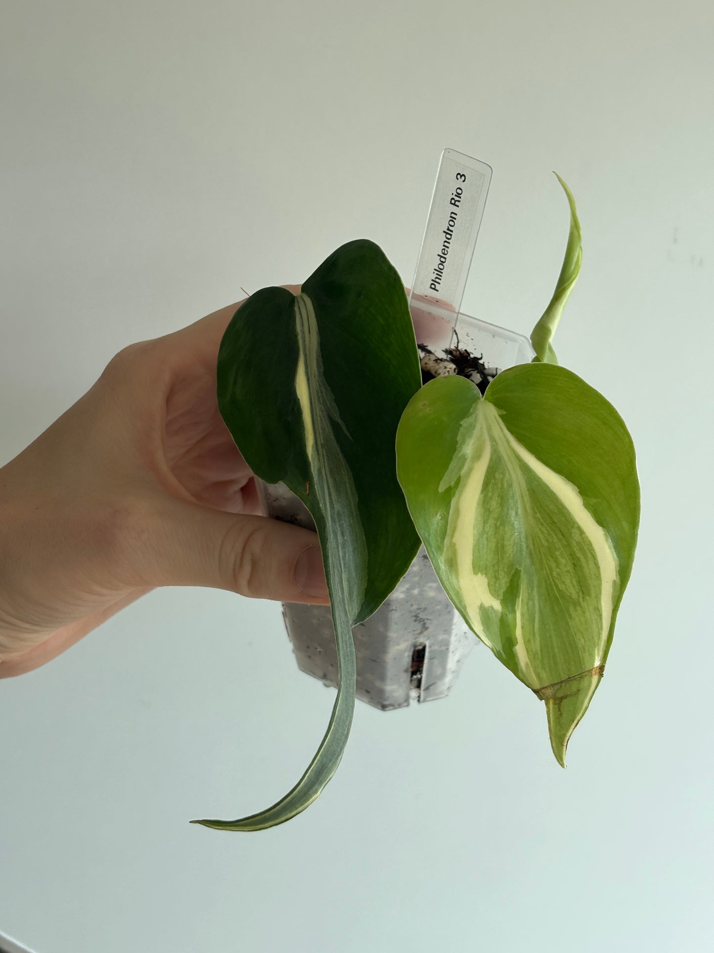 Philodendron Rio - PLANTS WITH BENEFITS