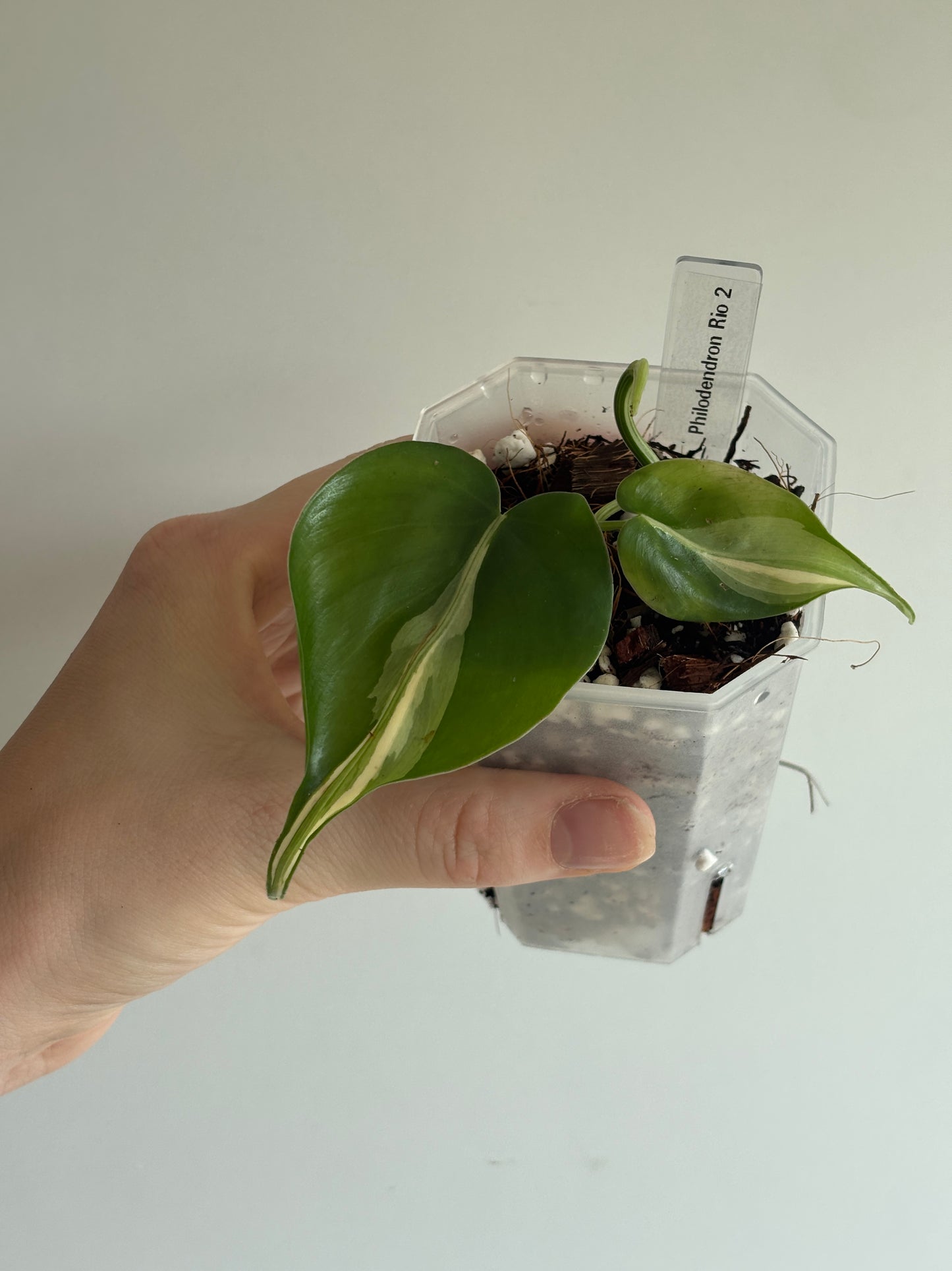 Philodendron Rio - PLANTS WITH BENEFITS