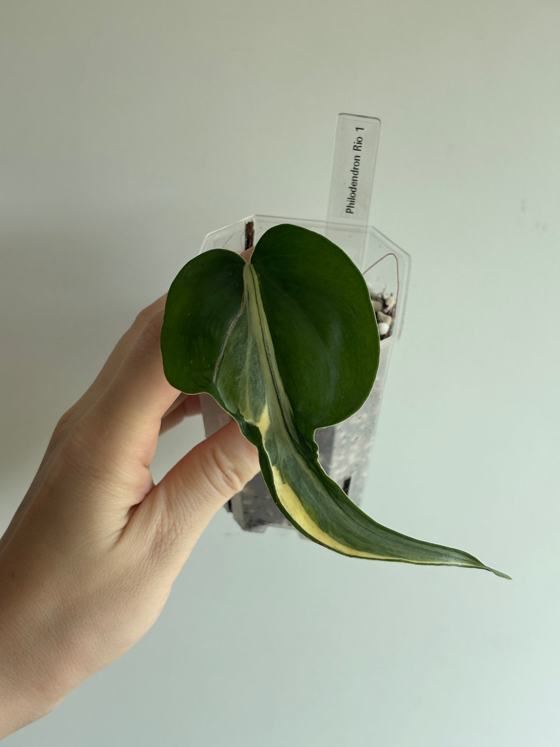 Philodendron Rio - PLANTS WITH BENEFITS