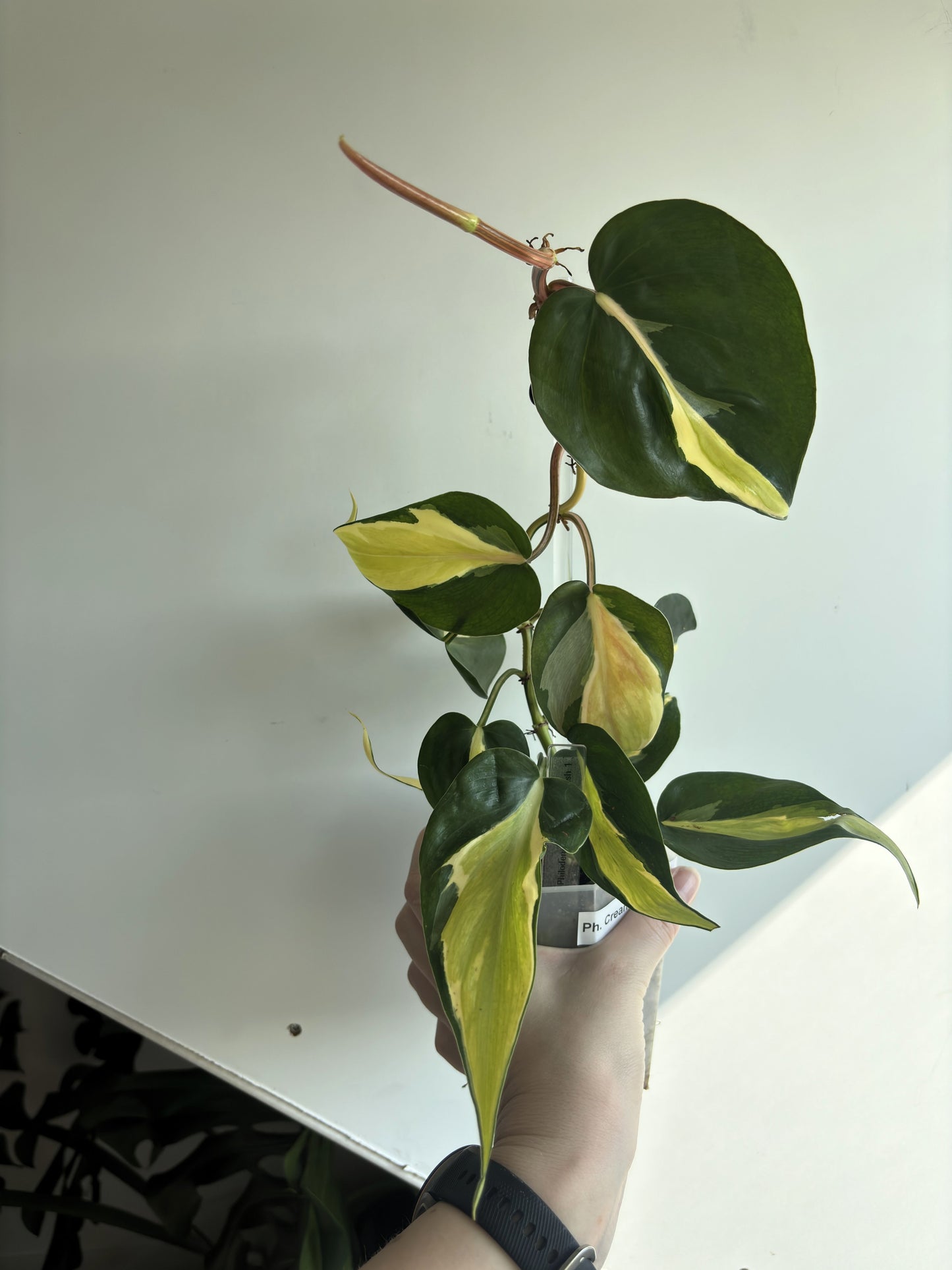 Philodendron Cream Splash - PLANTS WITH BENEFITS