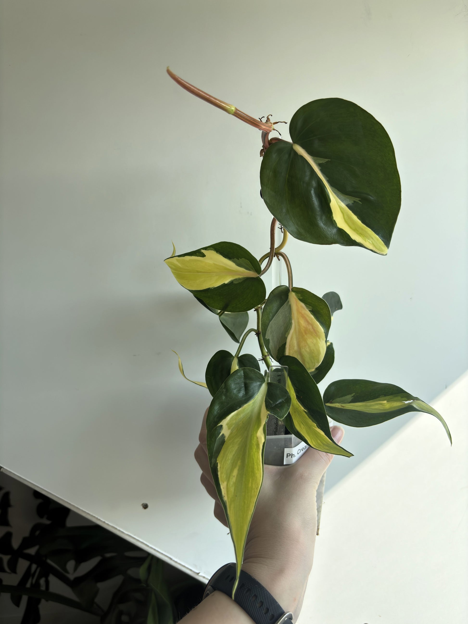 Philodendron Cream Splash - PLANTS WITH BENEFITS