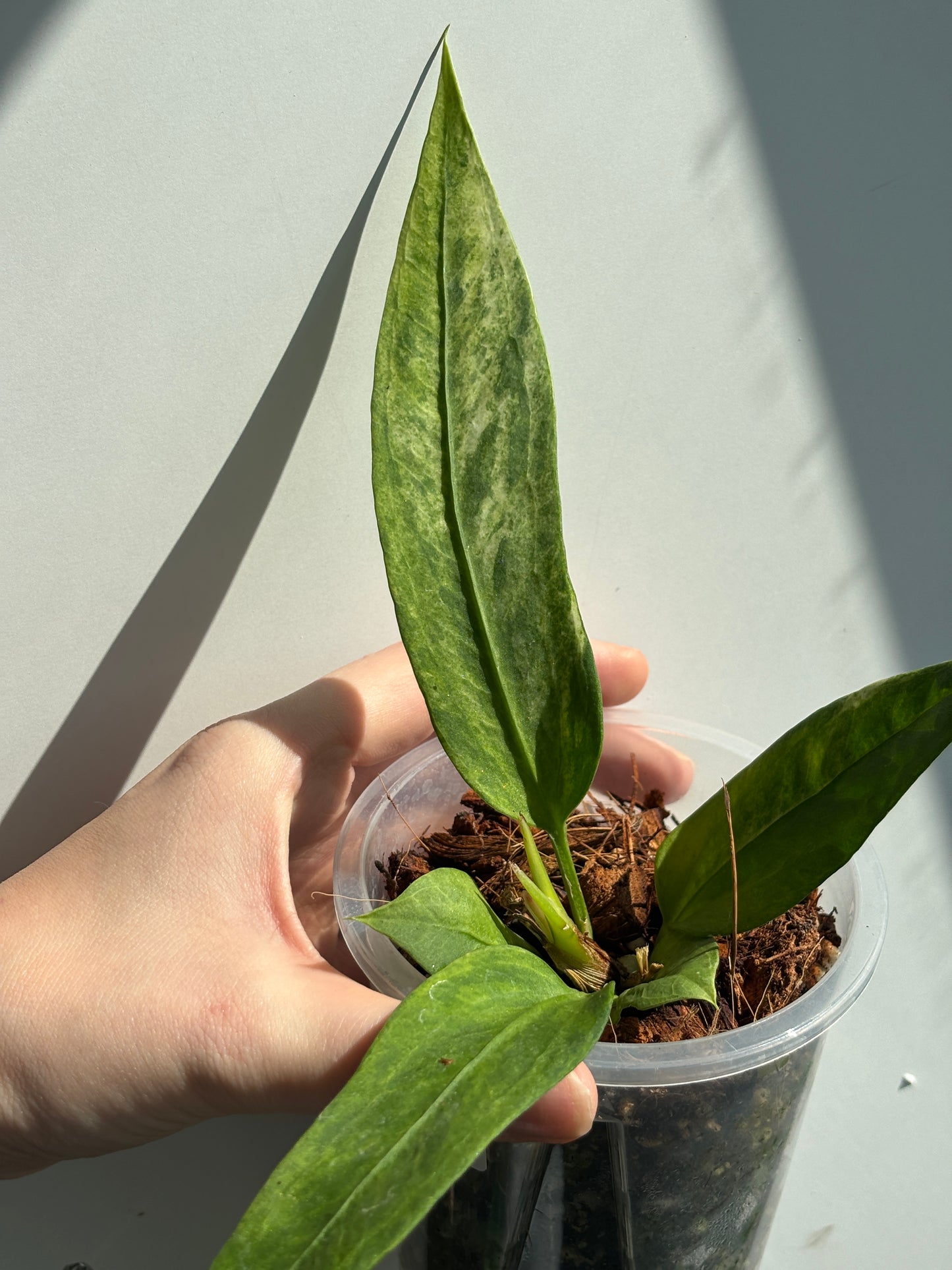 Anthurium Vittarifolium Variegated - PLANTS WITH BENEFITS