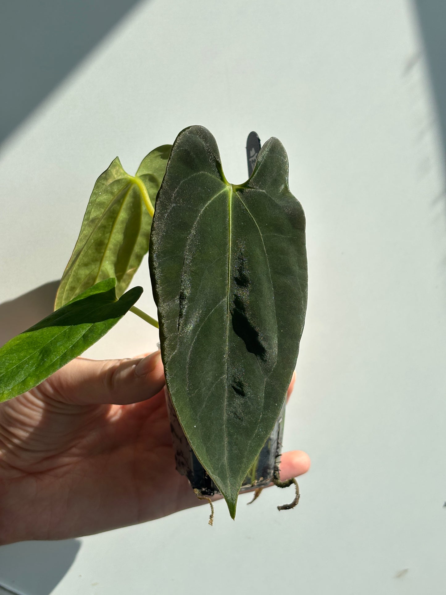 Anthurium Fort Sherman x (AOS x BVEP) - PLANTS WITH BENEFITS