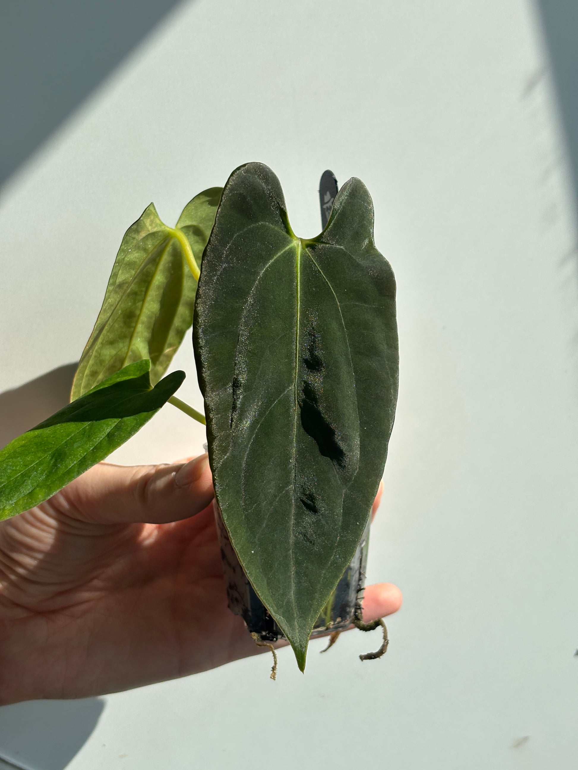 Anthurium Fort Sherman x (AOS x BVEP) - PLANTS WITH BENEFITS