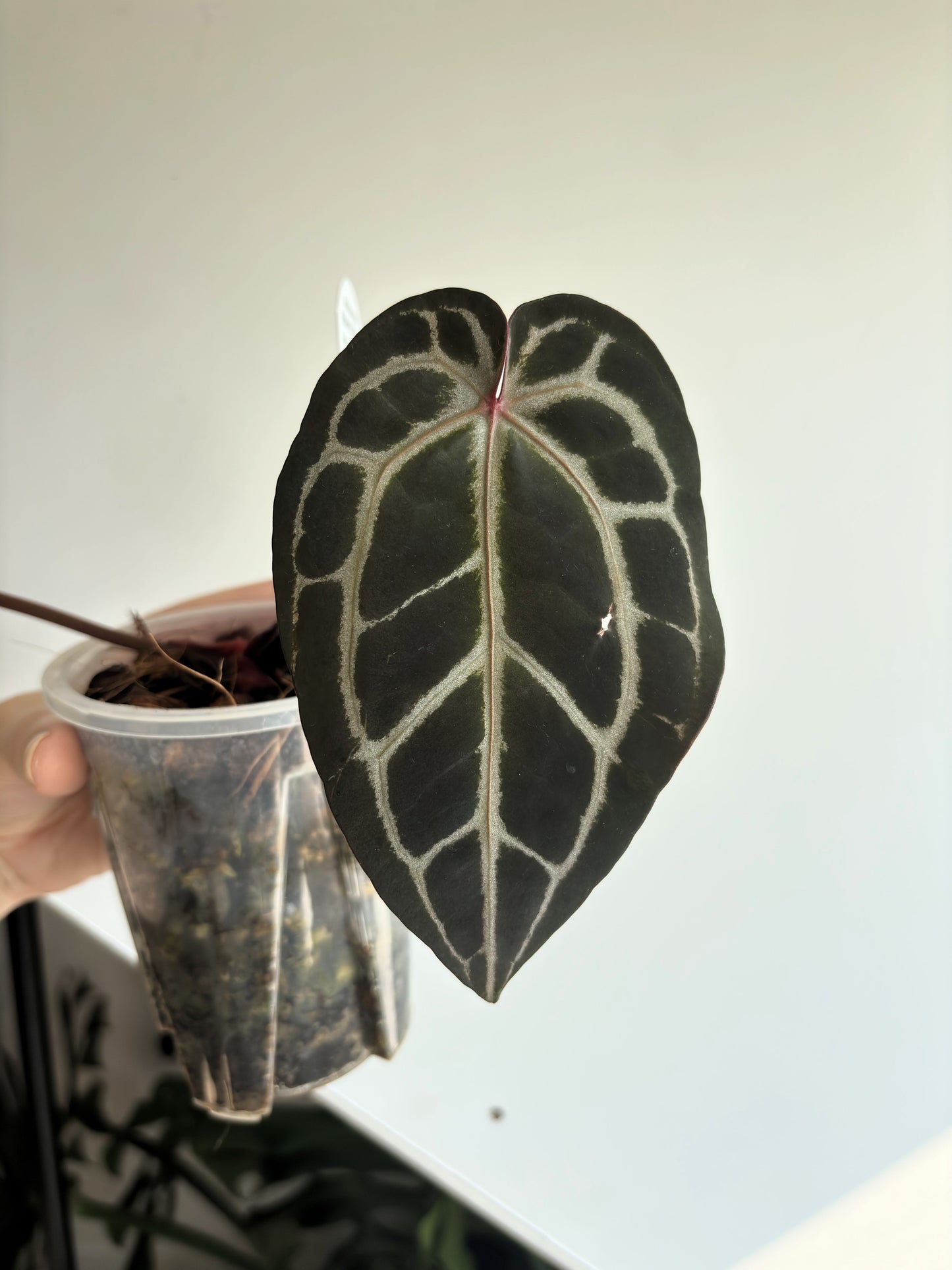 Anthurium Michelle by DocBlock - PLANTS WITH BENEFITS