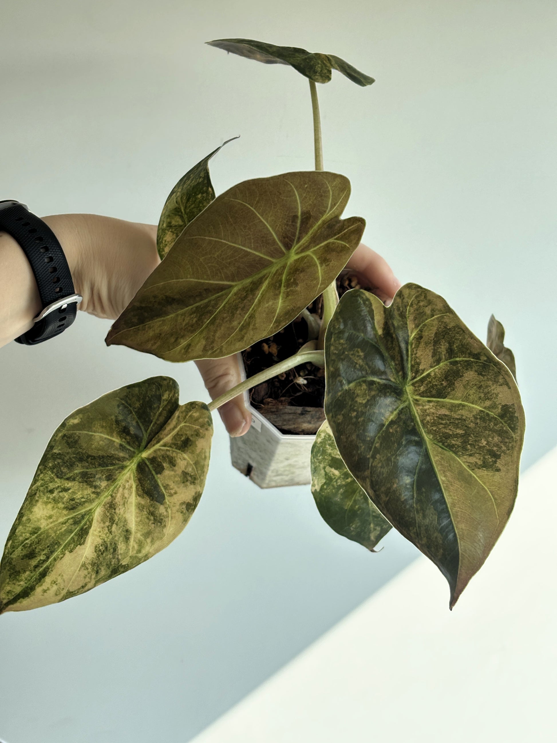 Alocasia Wentii Gold - PLANTS WITH BENEFITS