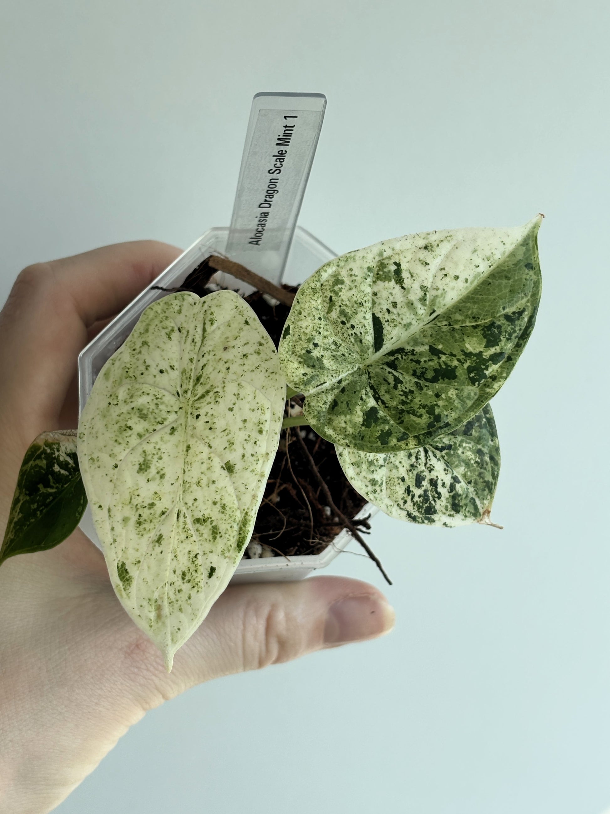 Alocasia Dragon Scale Mint - PLANTS WITH BENEFITS