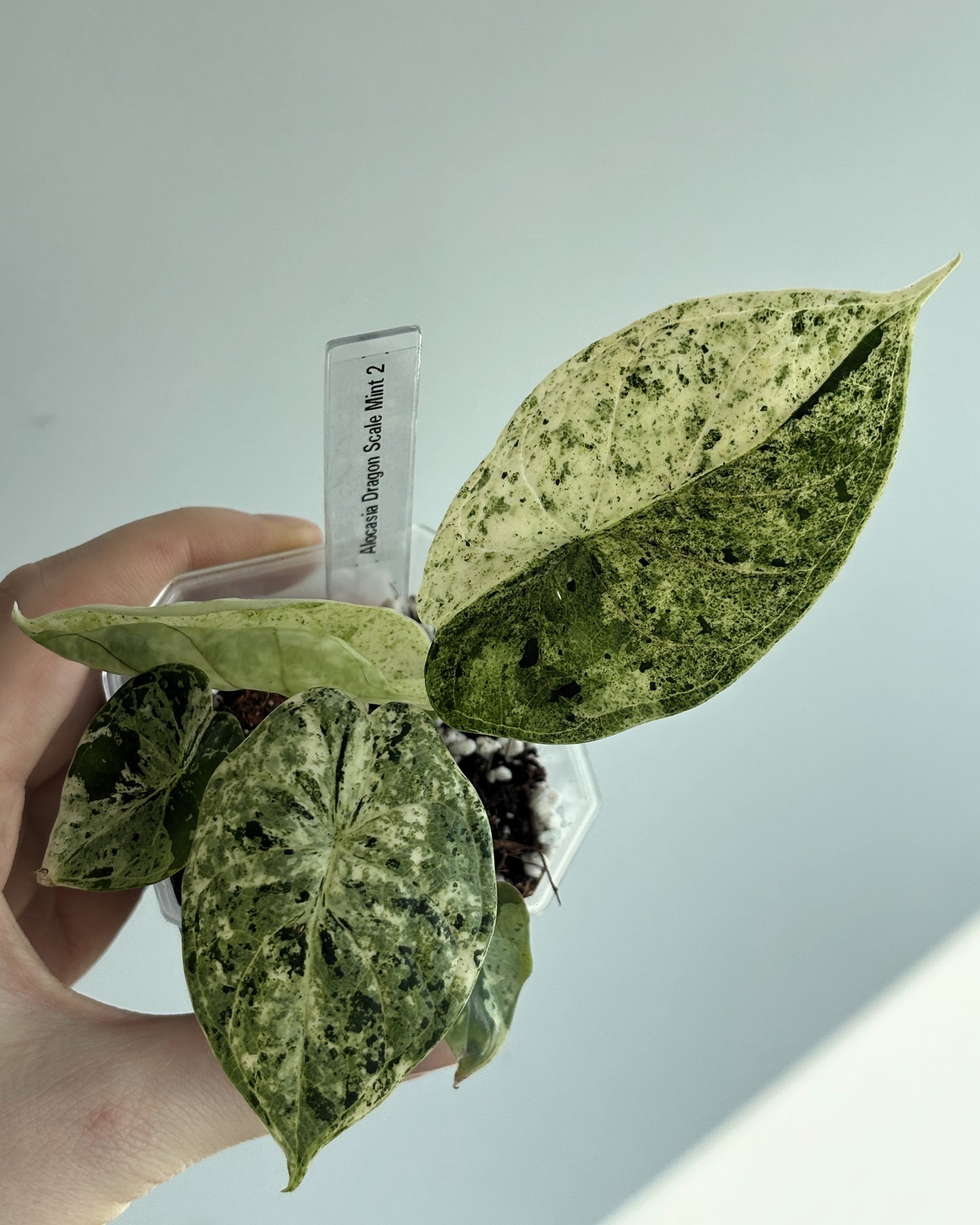 Alocasia Dragon Scale Mint - PLANTS WITH BENEFITS