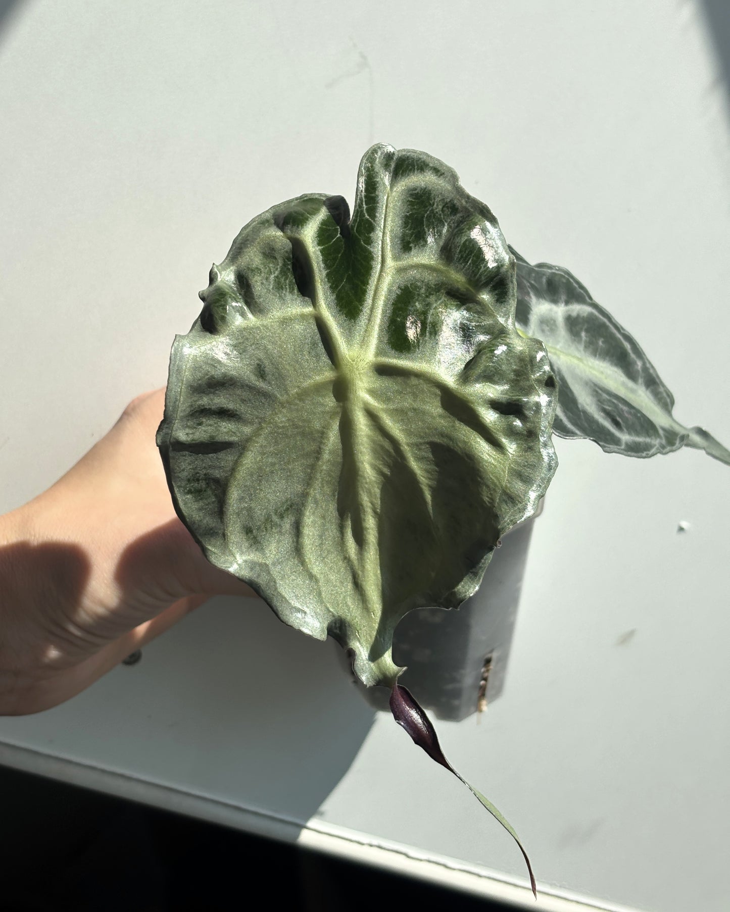 Alocasia Venom - PLANTS WITH BENEFITS
