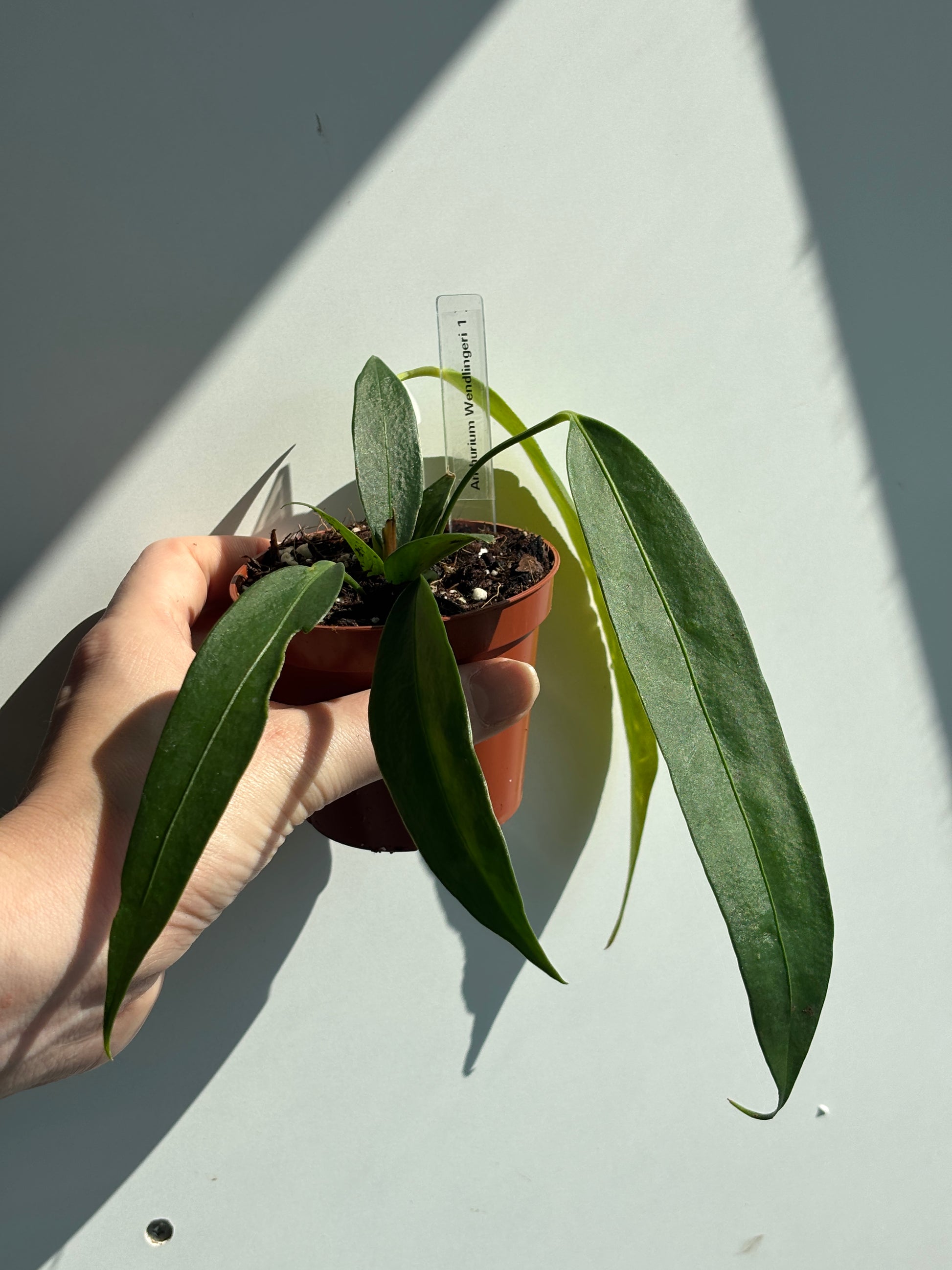 Anthurium Wendlingeri - PLANTS WITH BENEFITS