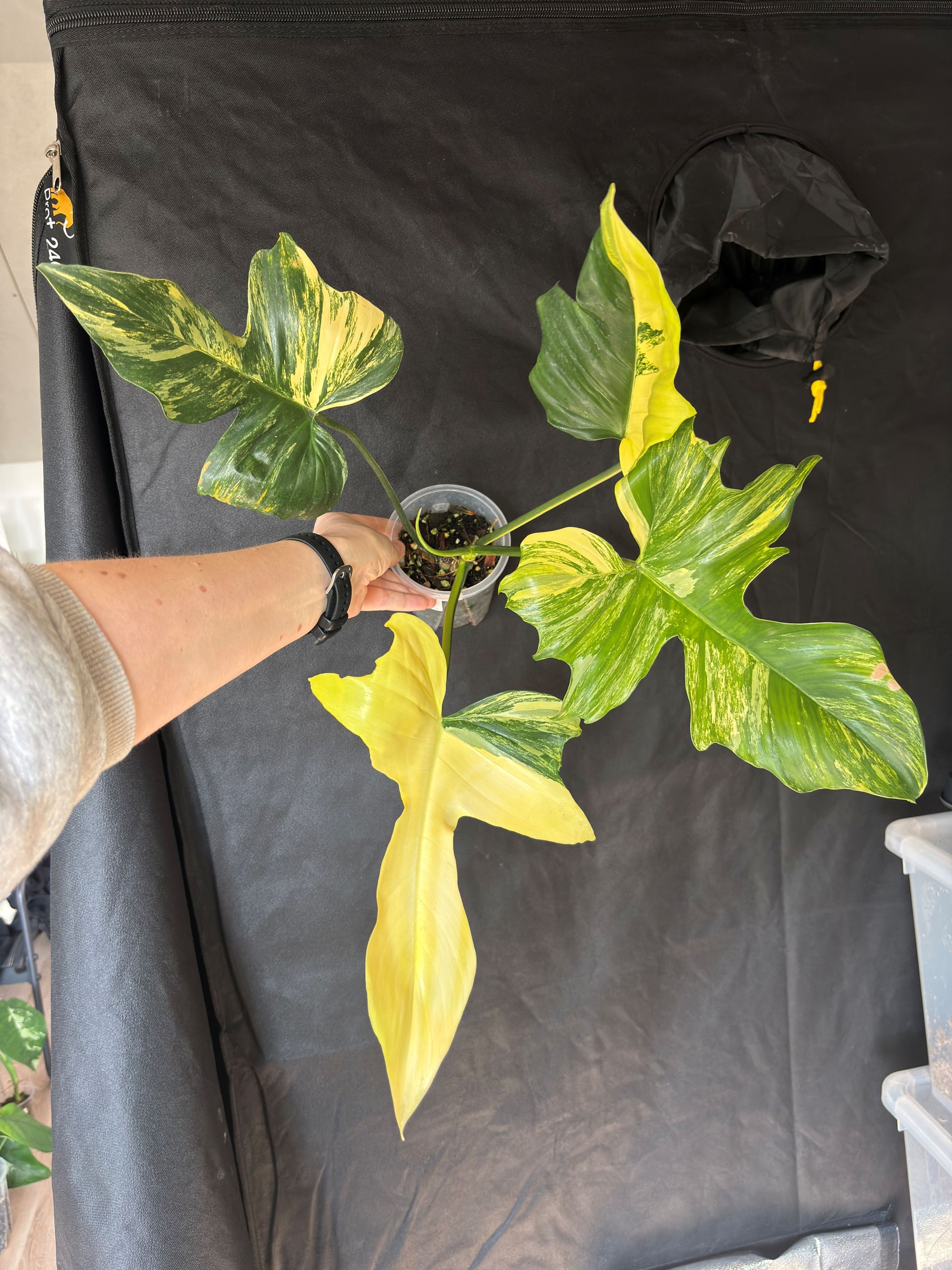 Philodendron Florida Beauty x Mayoi - PLANTS WITH BENEFITS