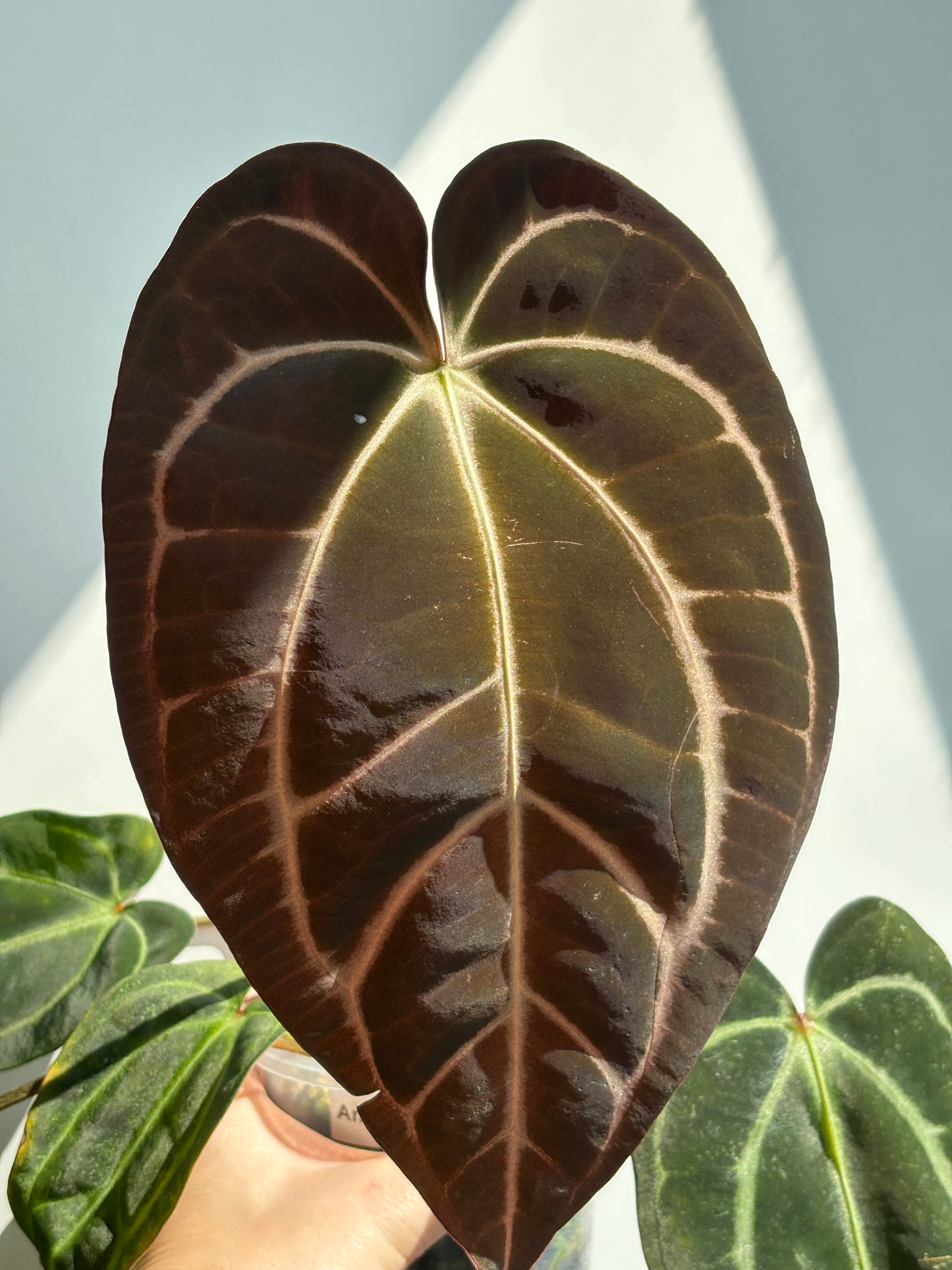 Anthurium Carlablackiae - PLANTS WITH BENEFITS
