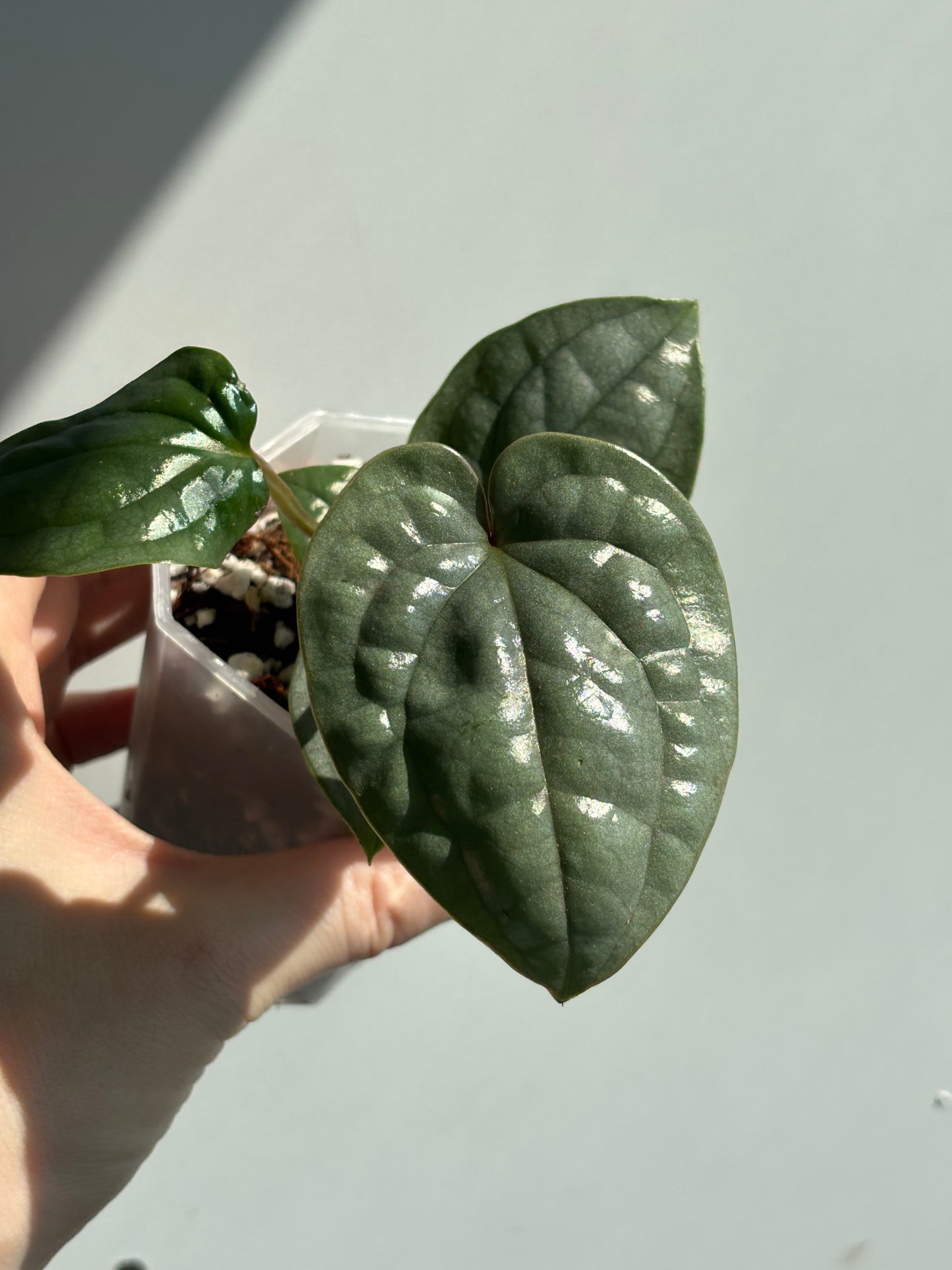 Anthurium Luxurians - PLANTS WITH BENEFITS