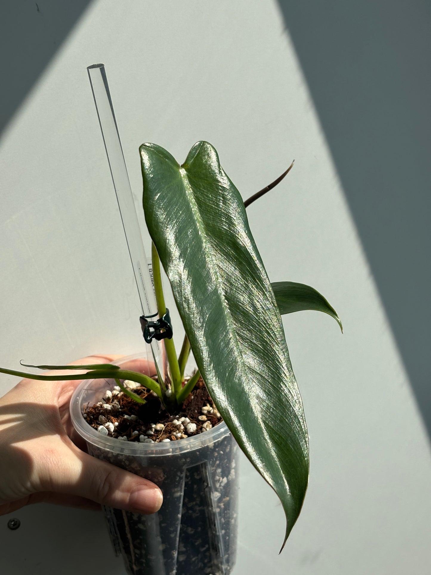 Philodendron Spiritus Sancti - PLANTS WITH BENEFITS