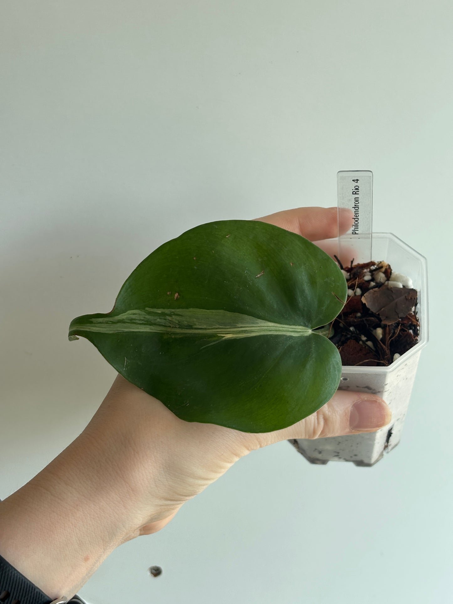 Philodendron Rio - PLANTS WITH BENEFITS