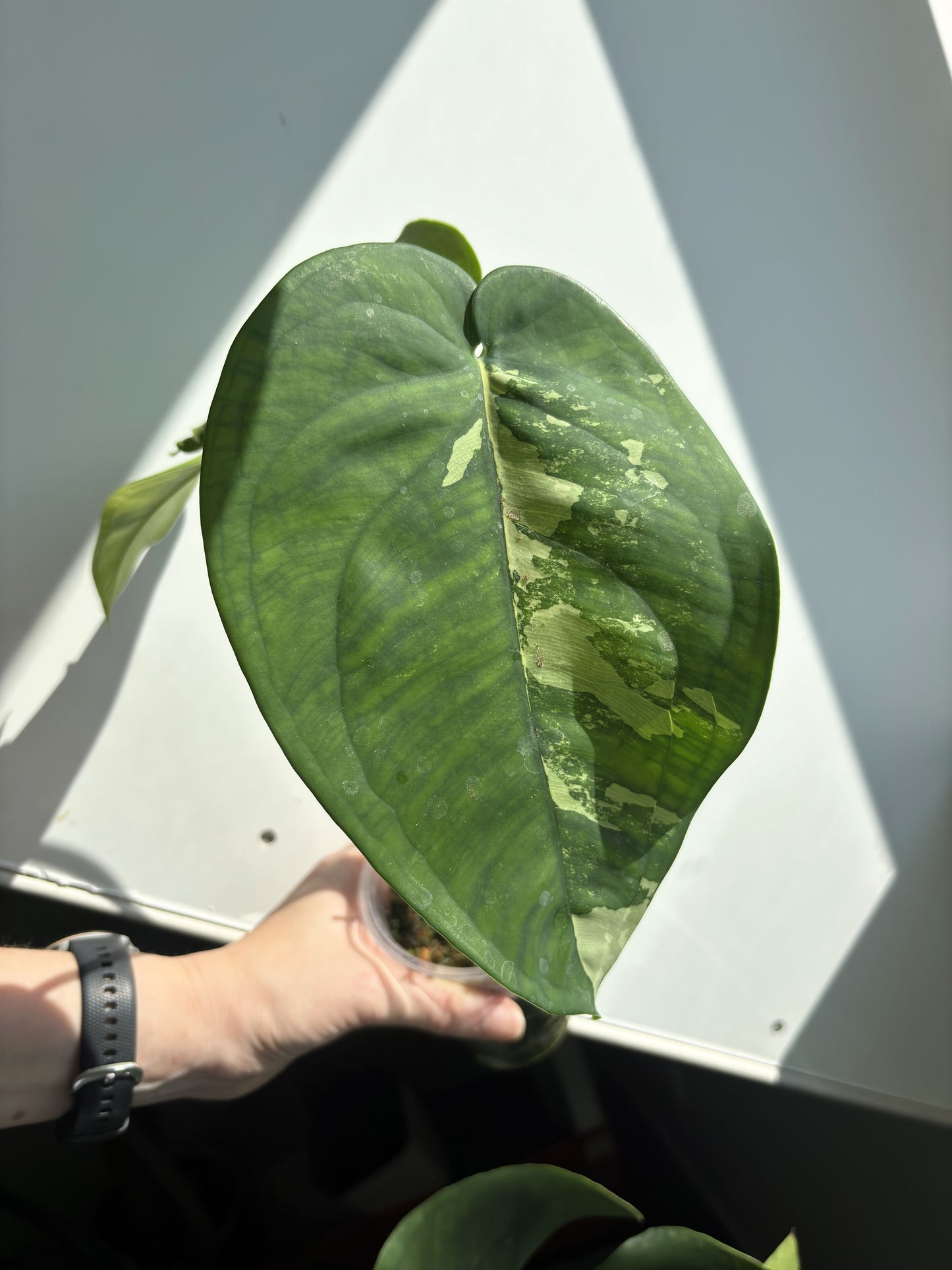 Syngonium Chiapense Albo - PLANTS WITH BENEFITS
