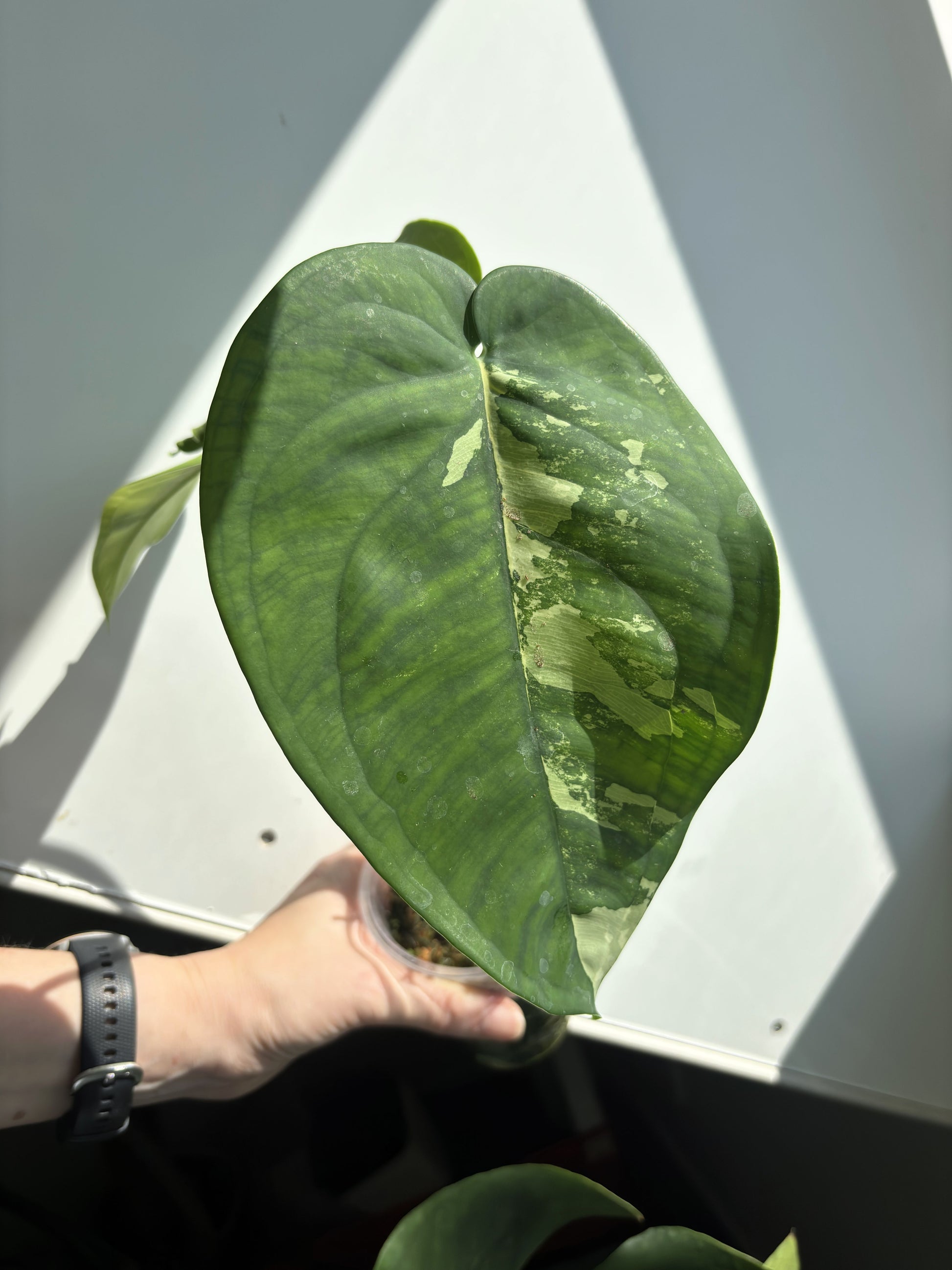 Syngonium Chiapense Albo - PLANTS WITH BENEFITS