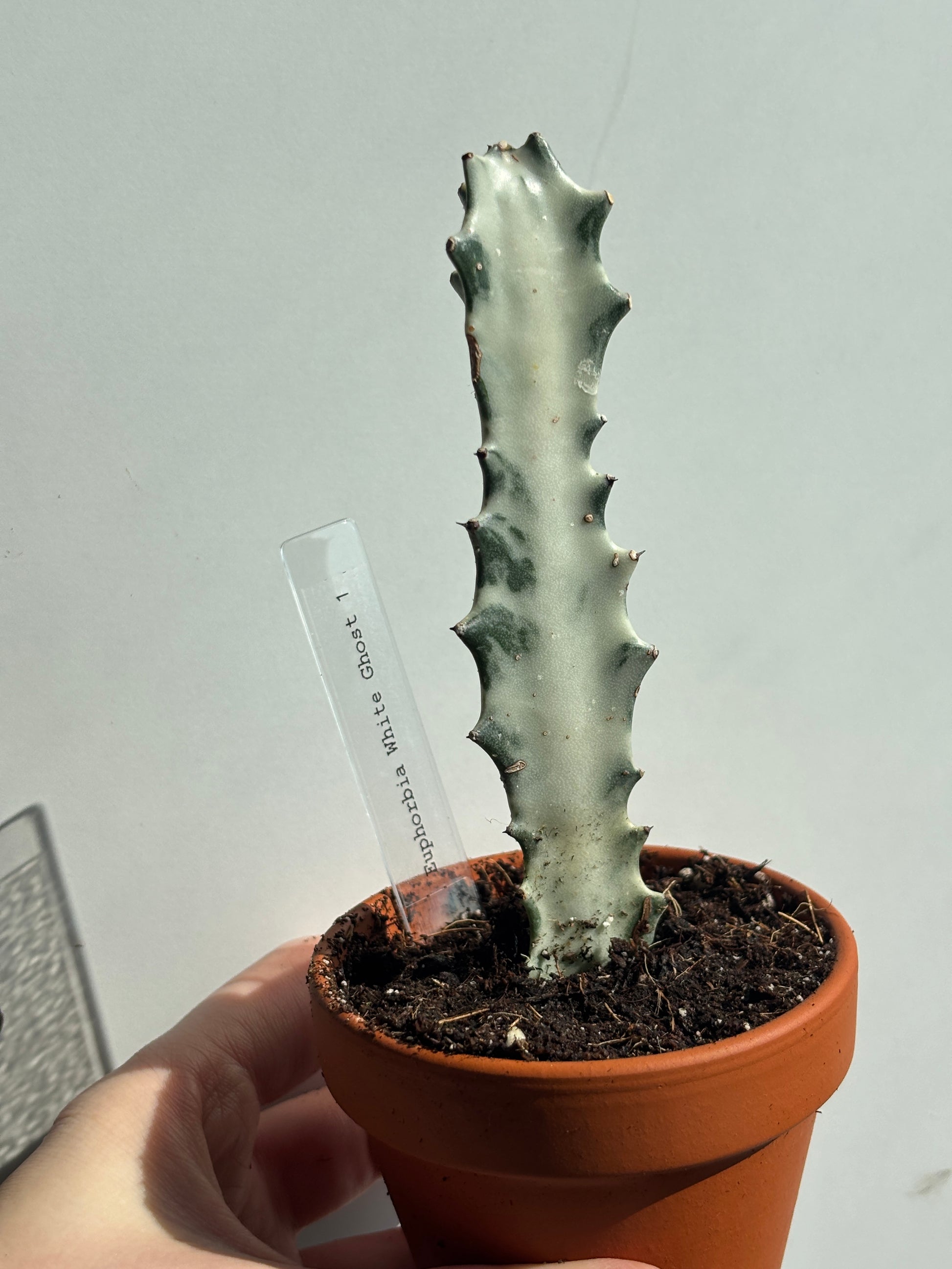 Euphorbia Lactea White Ghost - PLANTS WITH BENEFITS