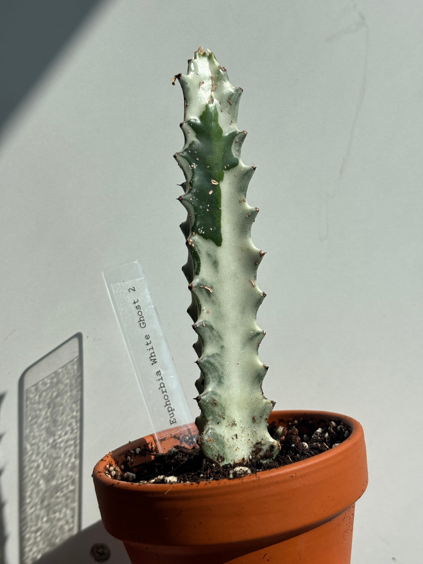 Euphorbia Lactea White Ghost - PLANTS WITH BENEFITS