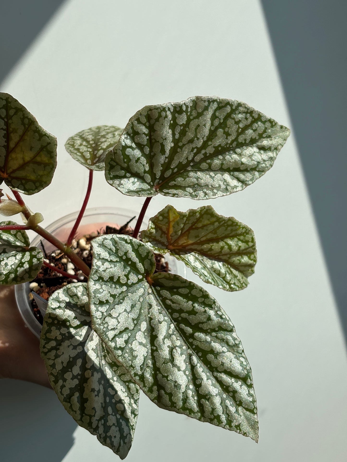 Begonia Snow Cap - PLANTS WITH BENEFITS