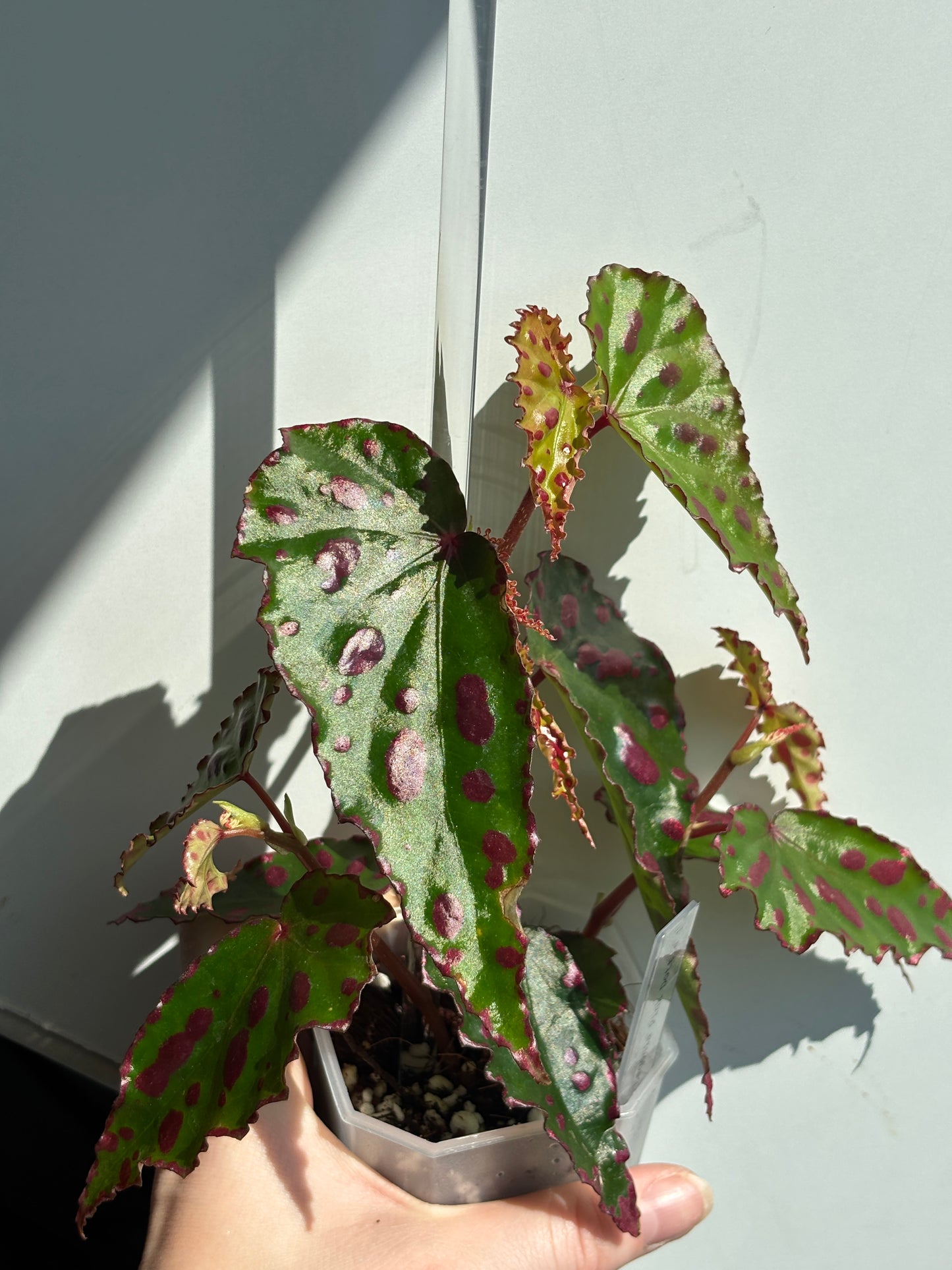 Begonia Pink Dottie - PLANTS WITH BENEFITS