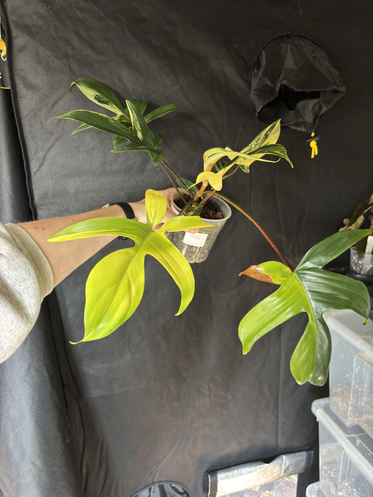 Philodendron Florida Beauty - PLANTS WITH BENEFITS