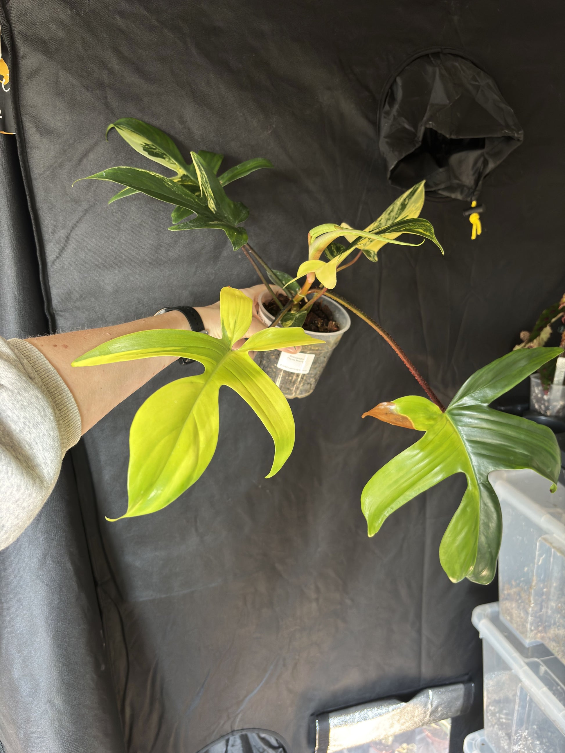 Philodendron Florida Beauty - PLANTS WITH BENEFITS