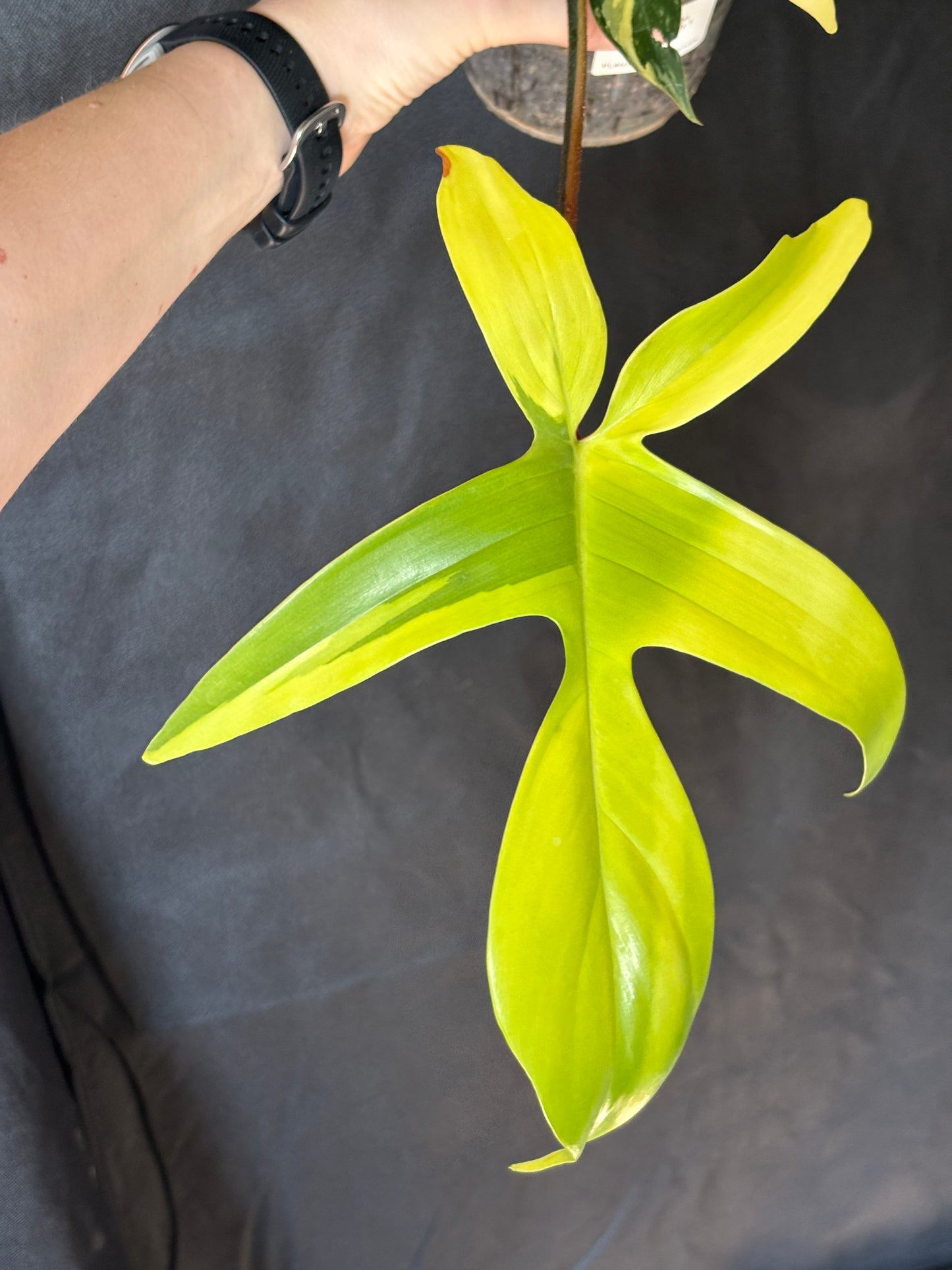 Philodendron Florida Beauty - PLANTS WITH BENEFITS