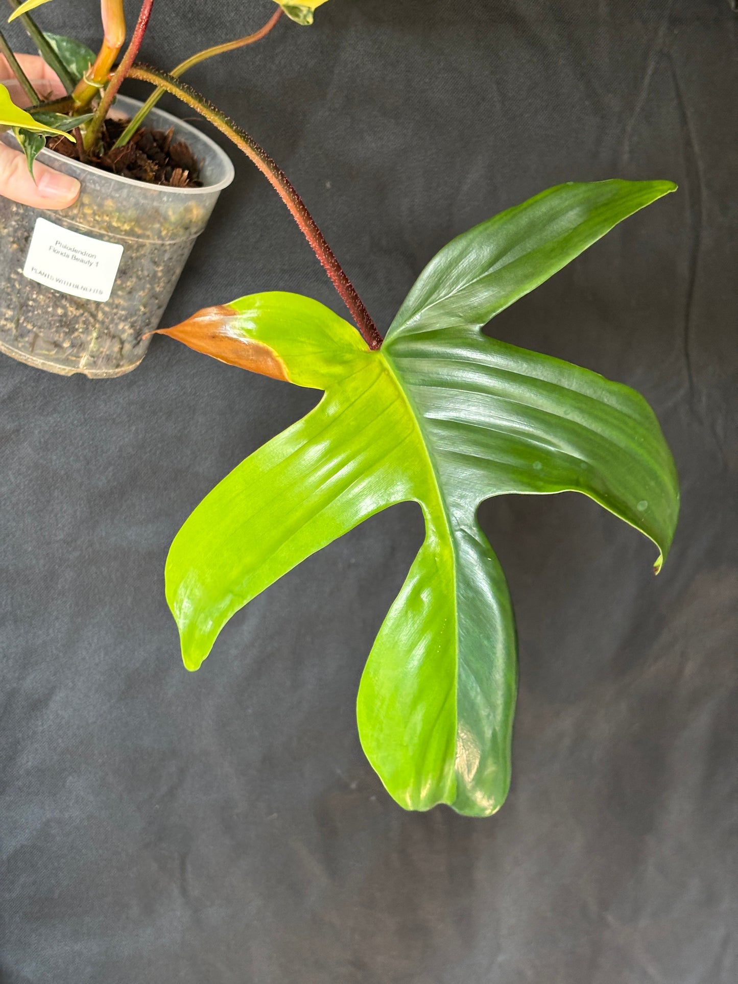 Philodendron Florida Beauty - PLANTS WITH BENEFITS